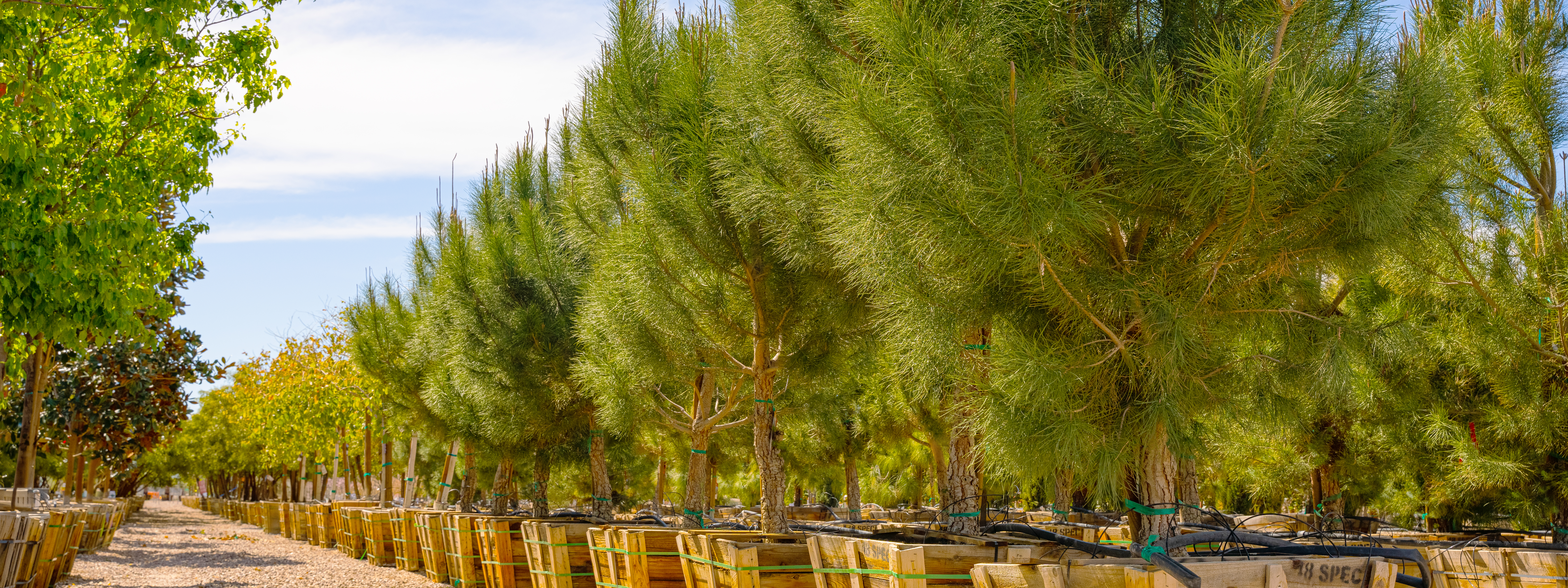 Multi Trunk Ficus nitida | Evergreen Tree | Moon Valley