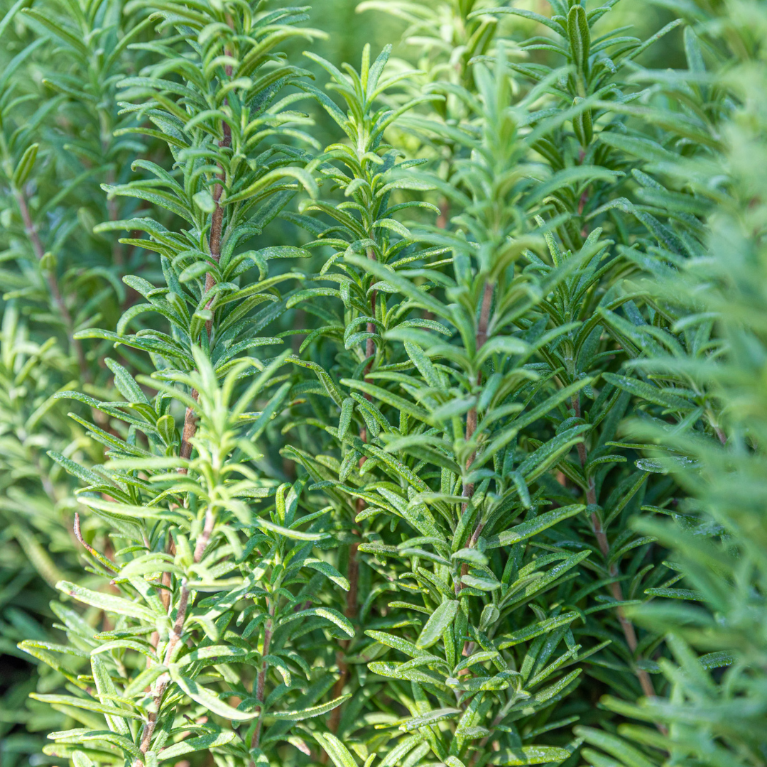 ローズマリー Upright Rosemary | Shrubs | Moon Valley Nurseries