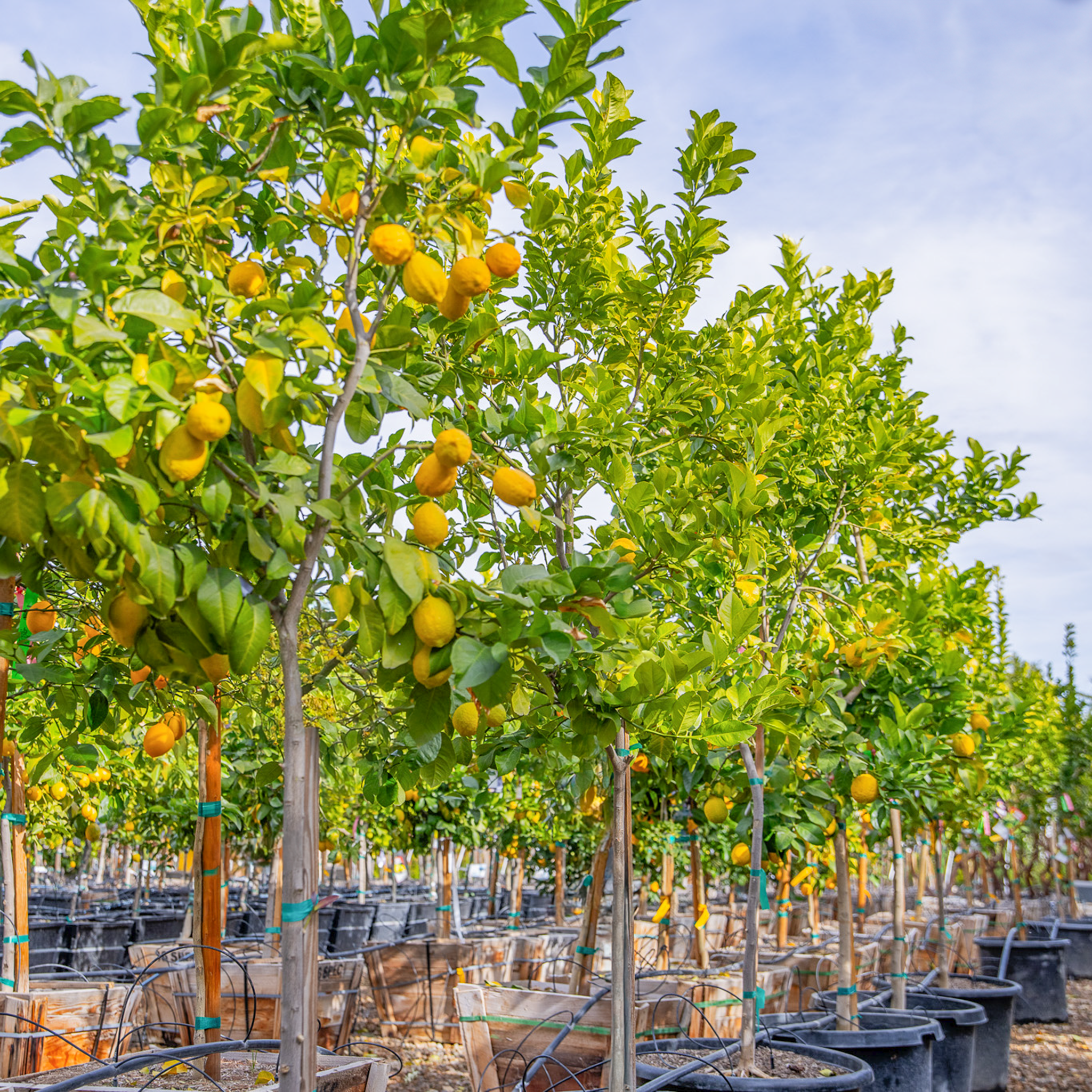 Eureka Lemon Citrus and Fruit Moon Valley Nurseries