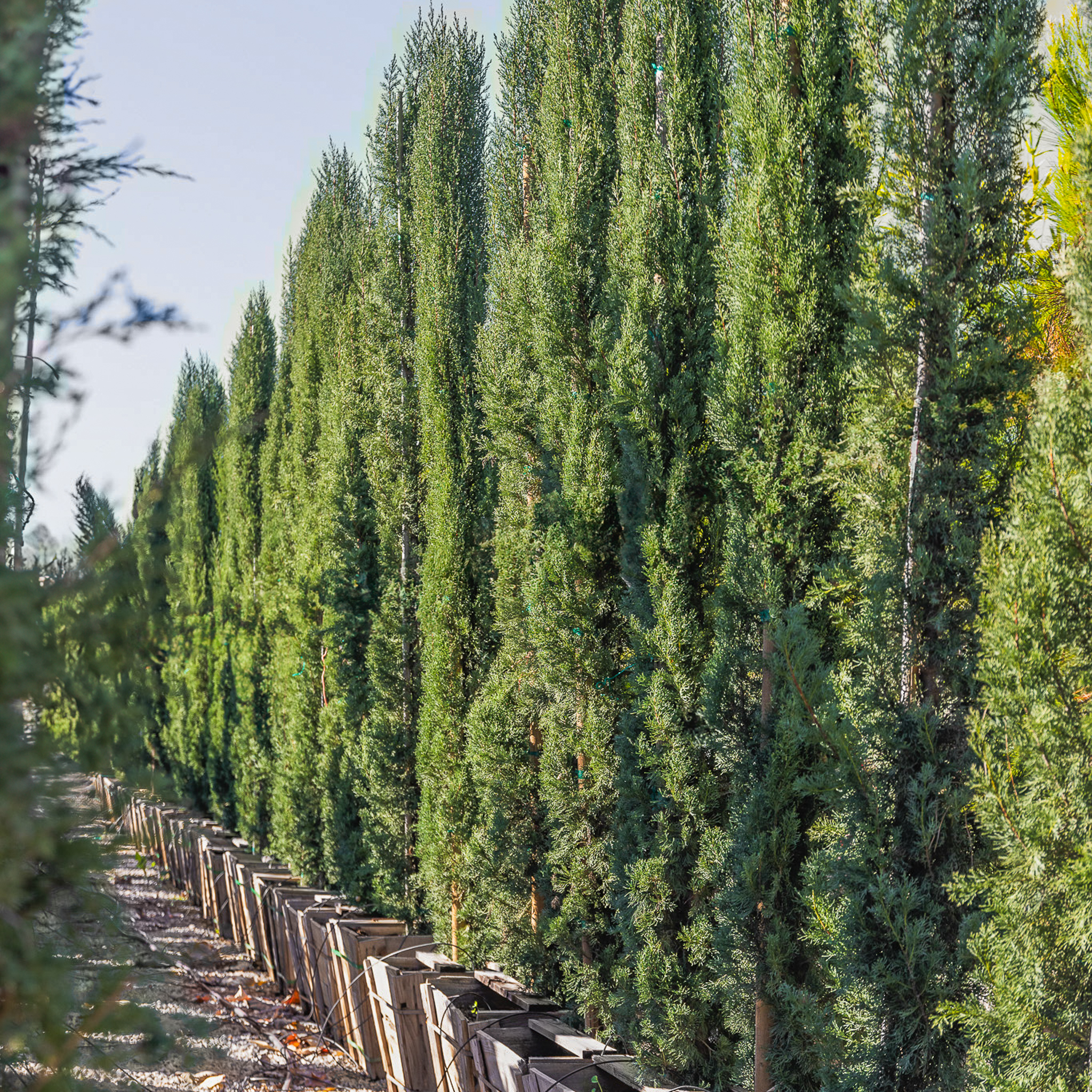 Tavola In Legno Lamellare Rovere Mm 19 X 1200 X 2200 Mensola Ripiano