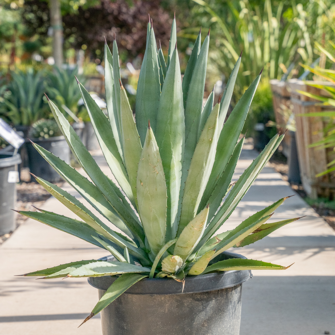 Moon Valley Nurseries