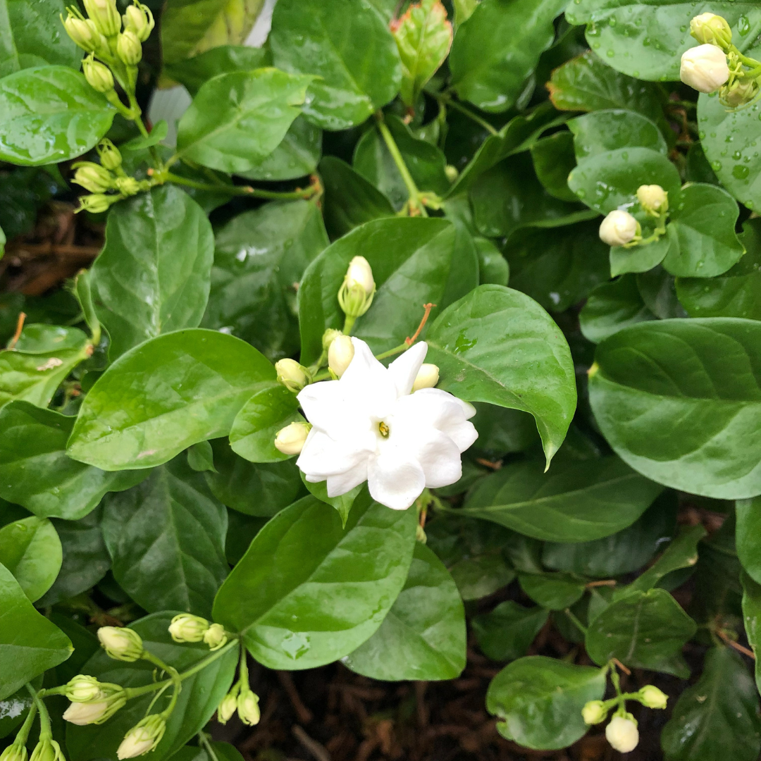 Asian Jasmine | Shrubs | Moon Valley Nurseries