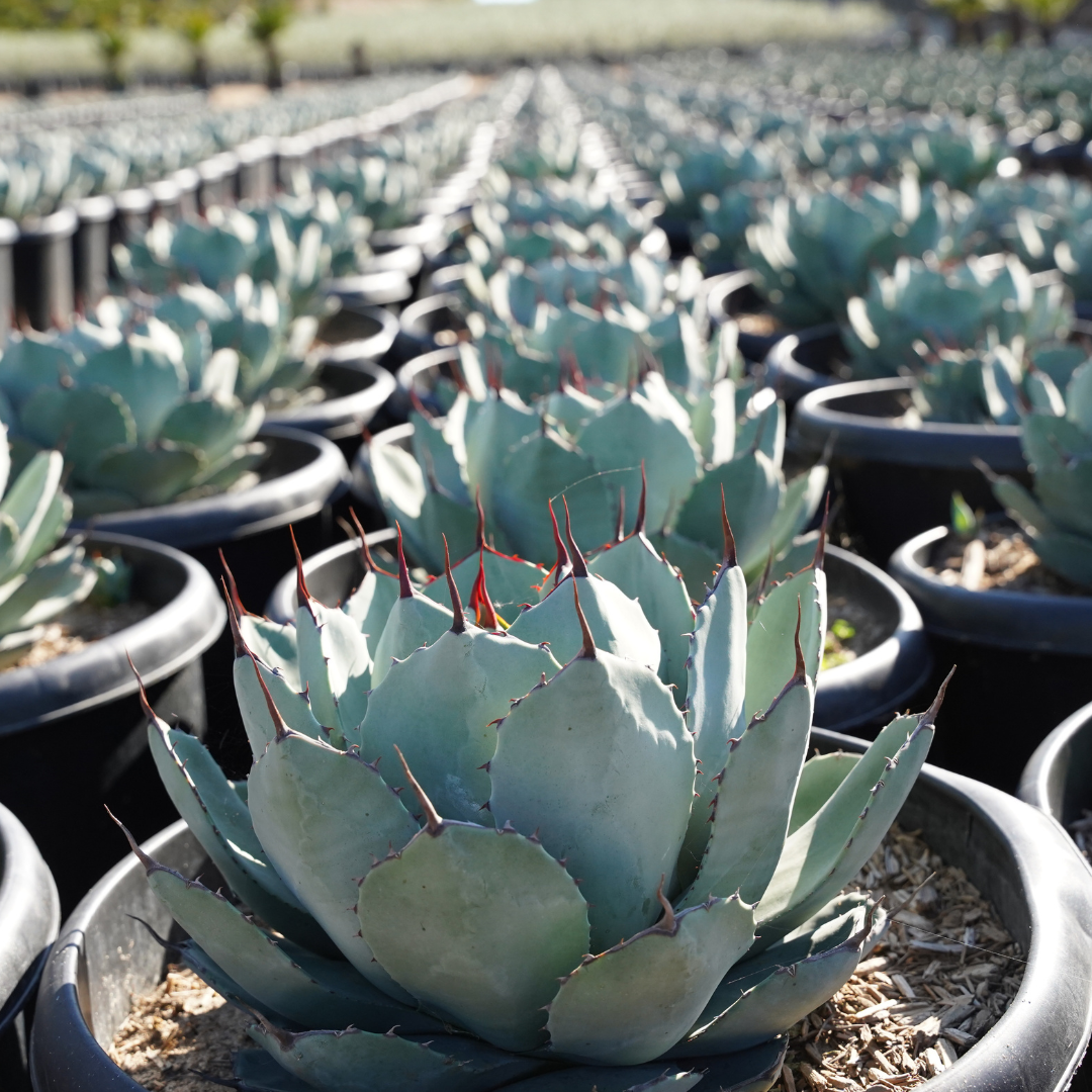 Artichoke Agave | Succulents | Moon Valley Nurseries