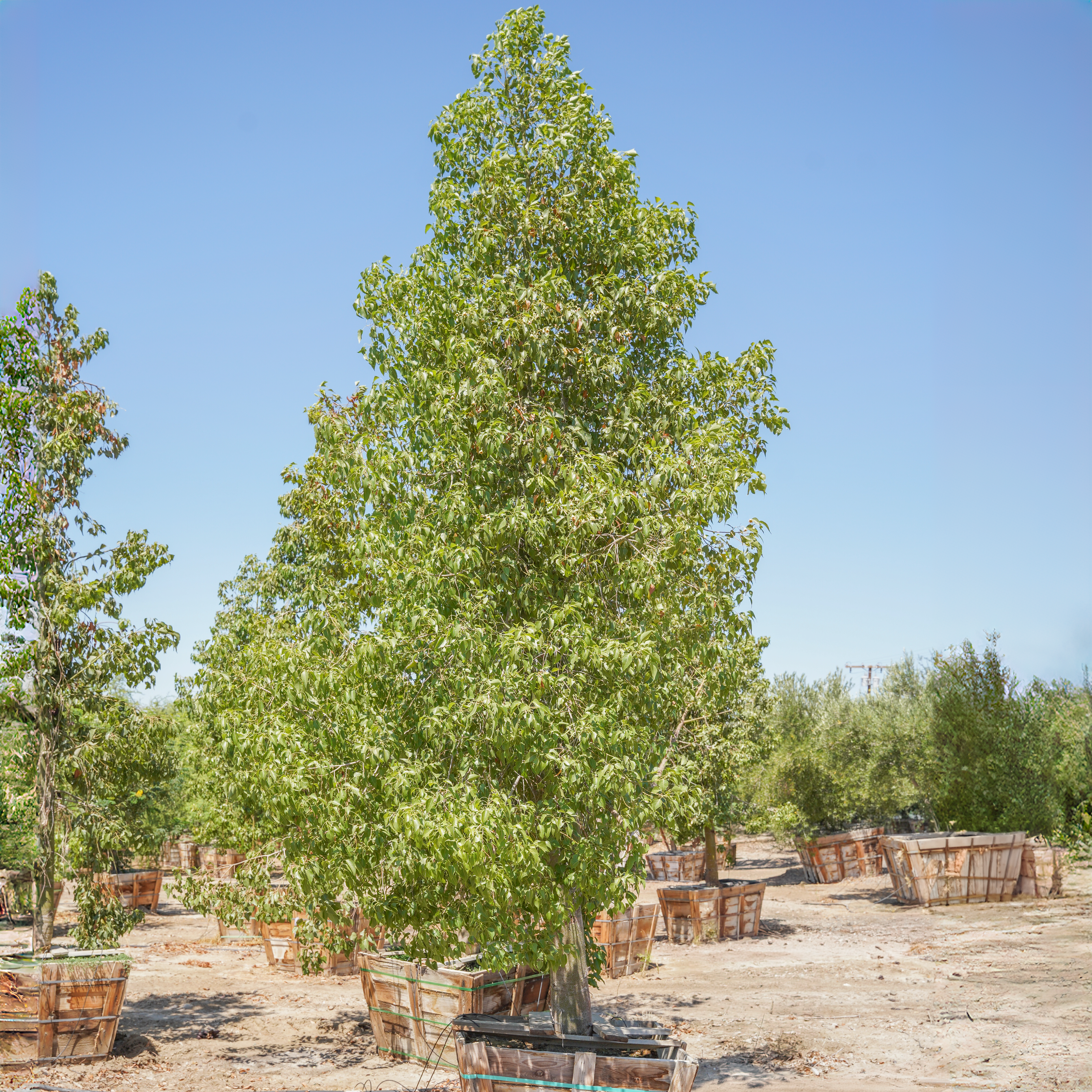 Australian Bottle | Fast Growers| Moon Valley Nurseries