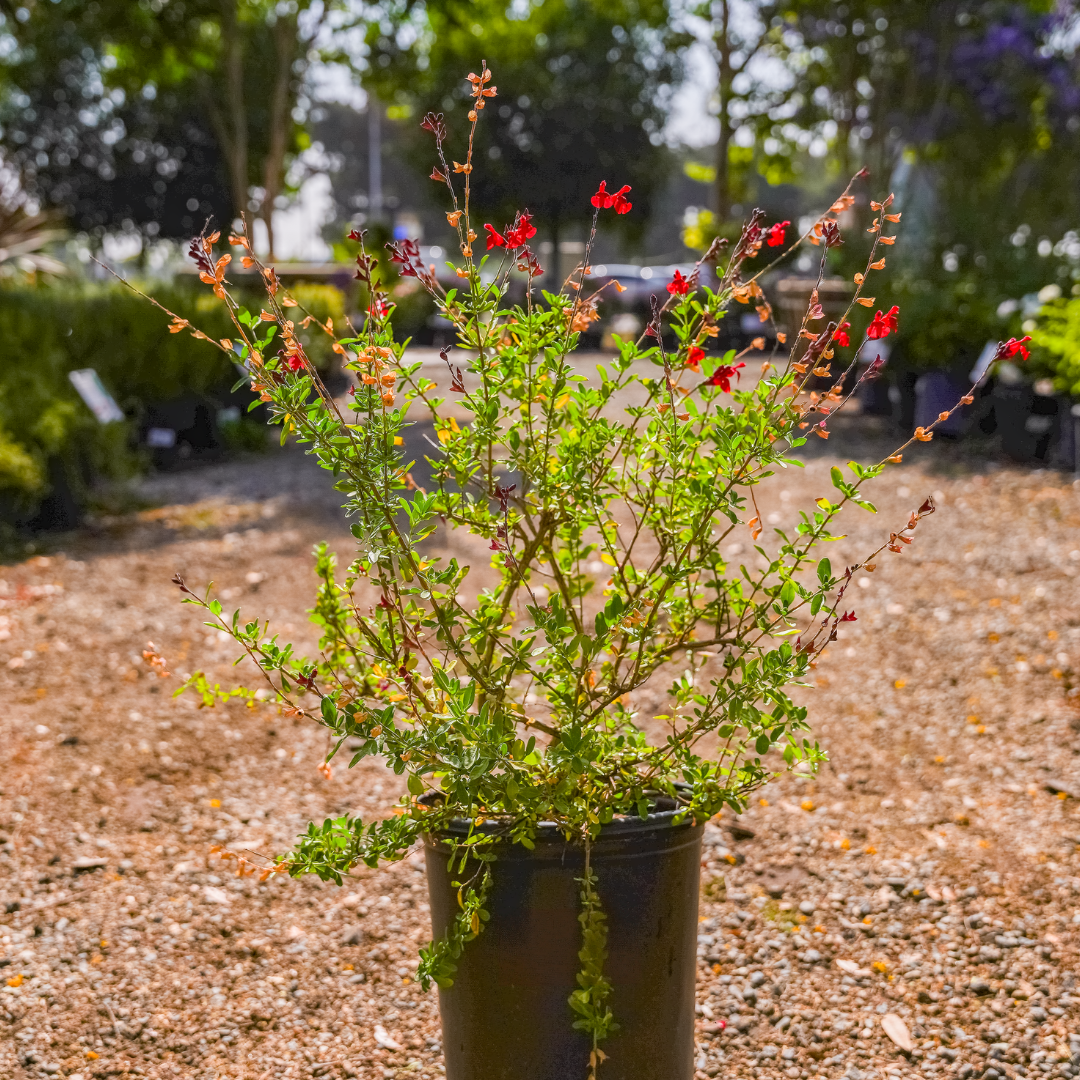 ipamorelin sage Autumn | Shrubs Sage & Anchor - Teen
