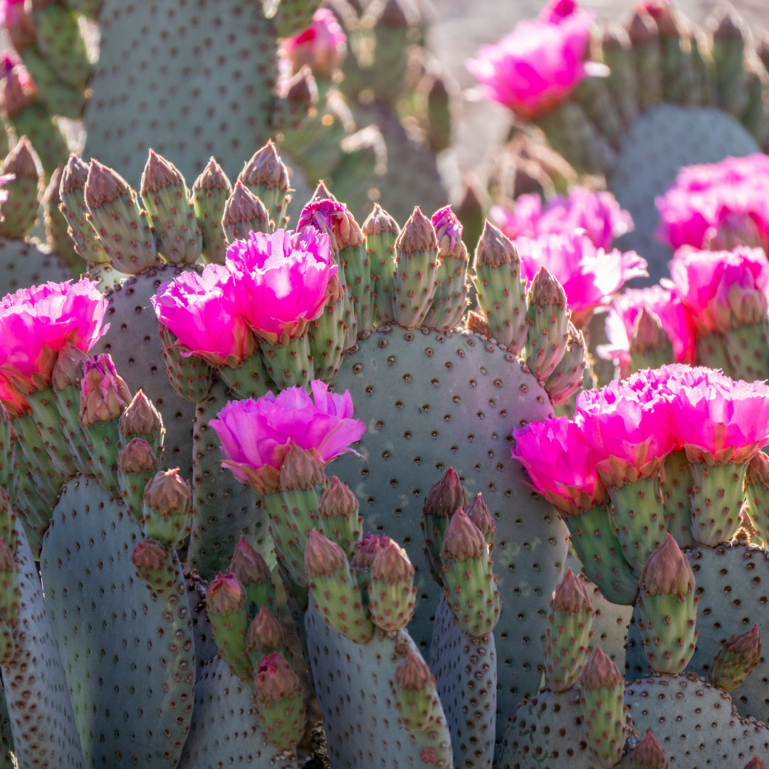 Beaver Tail Prickly Pear | Cacti Agave and More | Moon Valley Nurseries