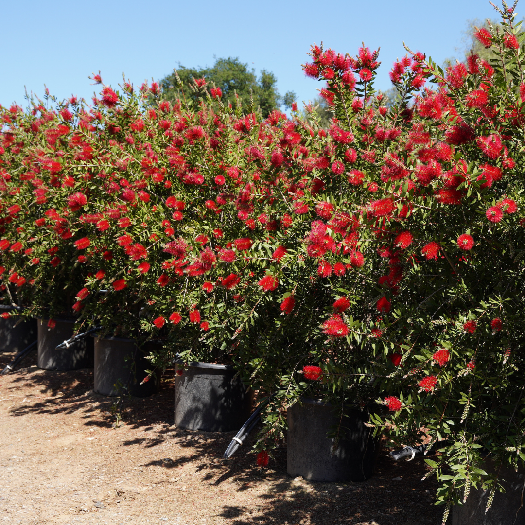 りょむ ✳︎プロフィール必読✳︎　Bottle TREE Bottlebrush tree in the neighborhood park. So pretty.😍 FL
