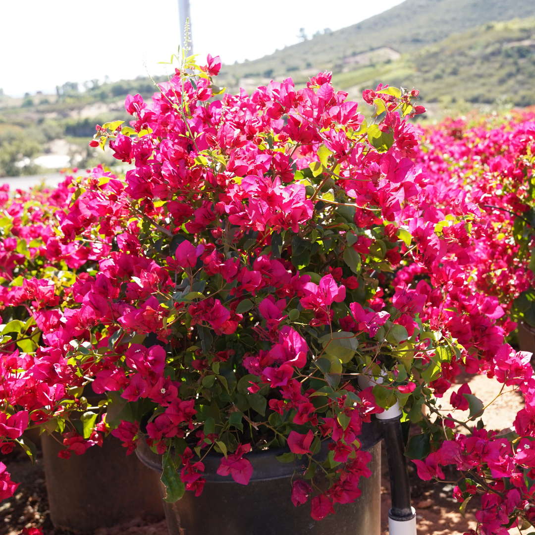 black opal tomato plants Tomato Black Opal  Seeds To Suit