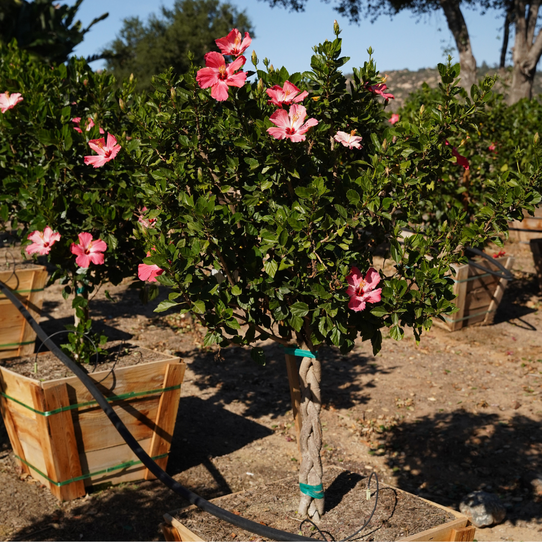 justicia carnea plant Justicia carnea (1 qt)