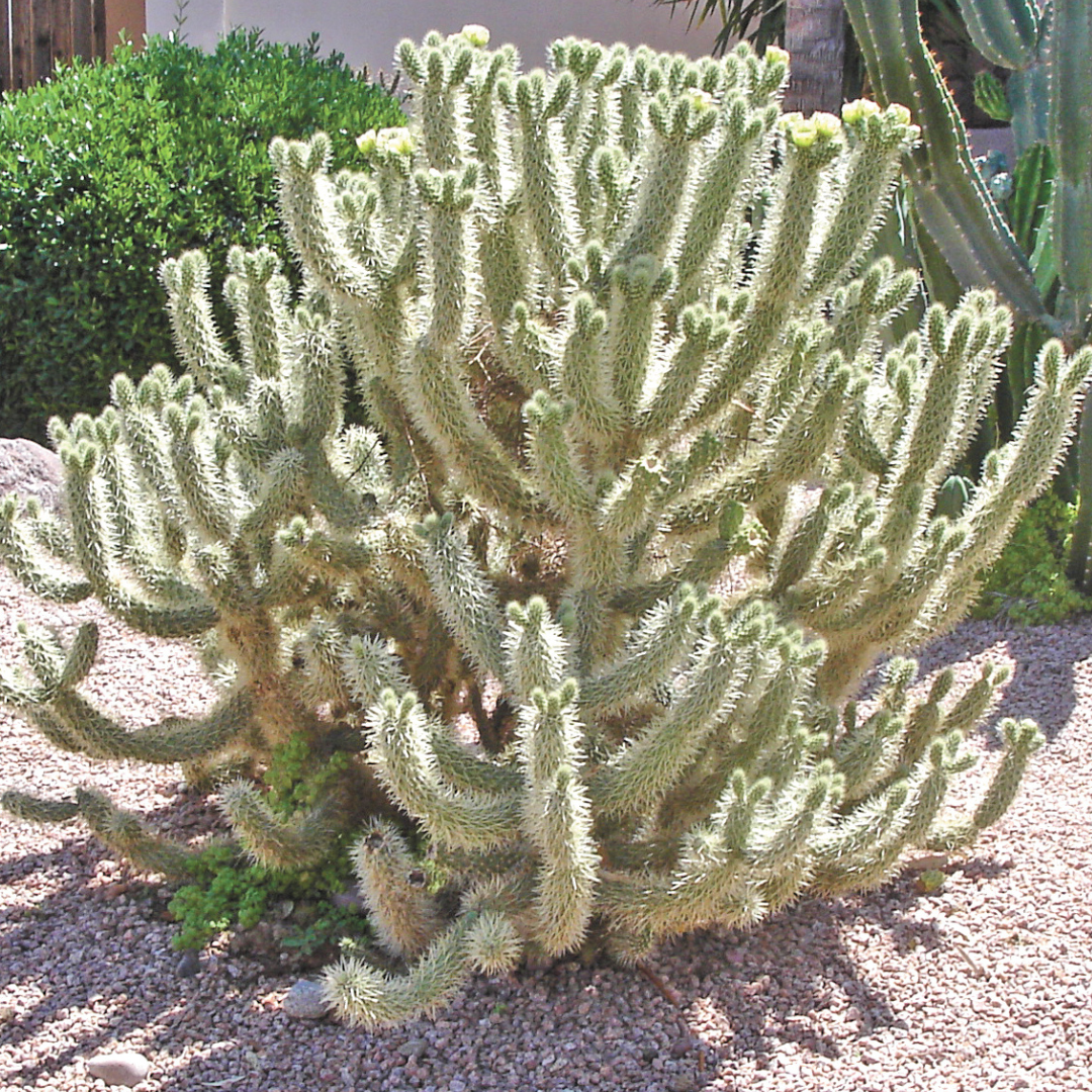 Cholla_Cactus_MVN.png