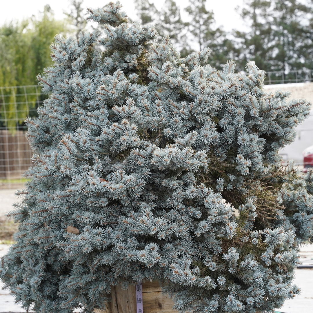 Moon Valley Nurseries
