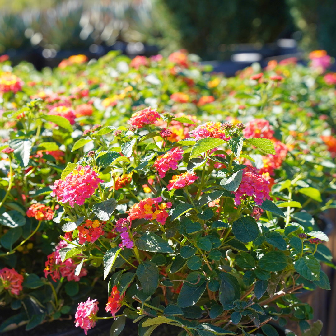 Lantana Confetti | Shrubs | Moon Valley Nurseries