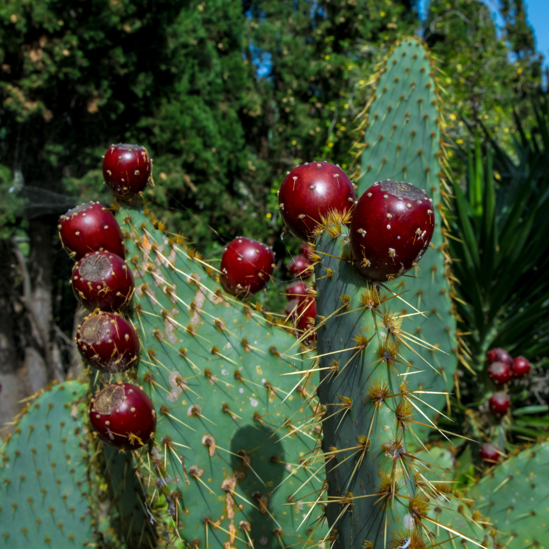 Cow's Tongue Prickly Pear | Cacti Agave and More | Moon Valley Nurseries