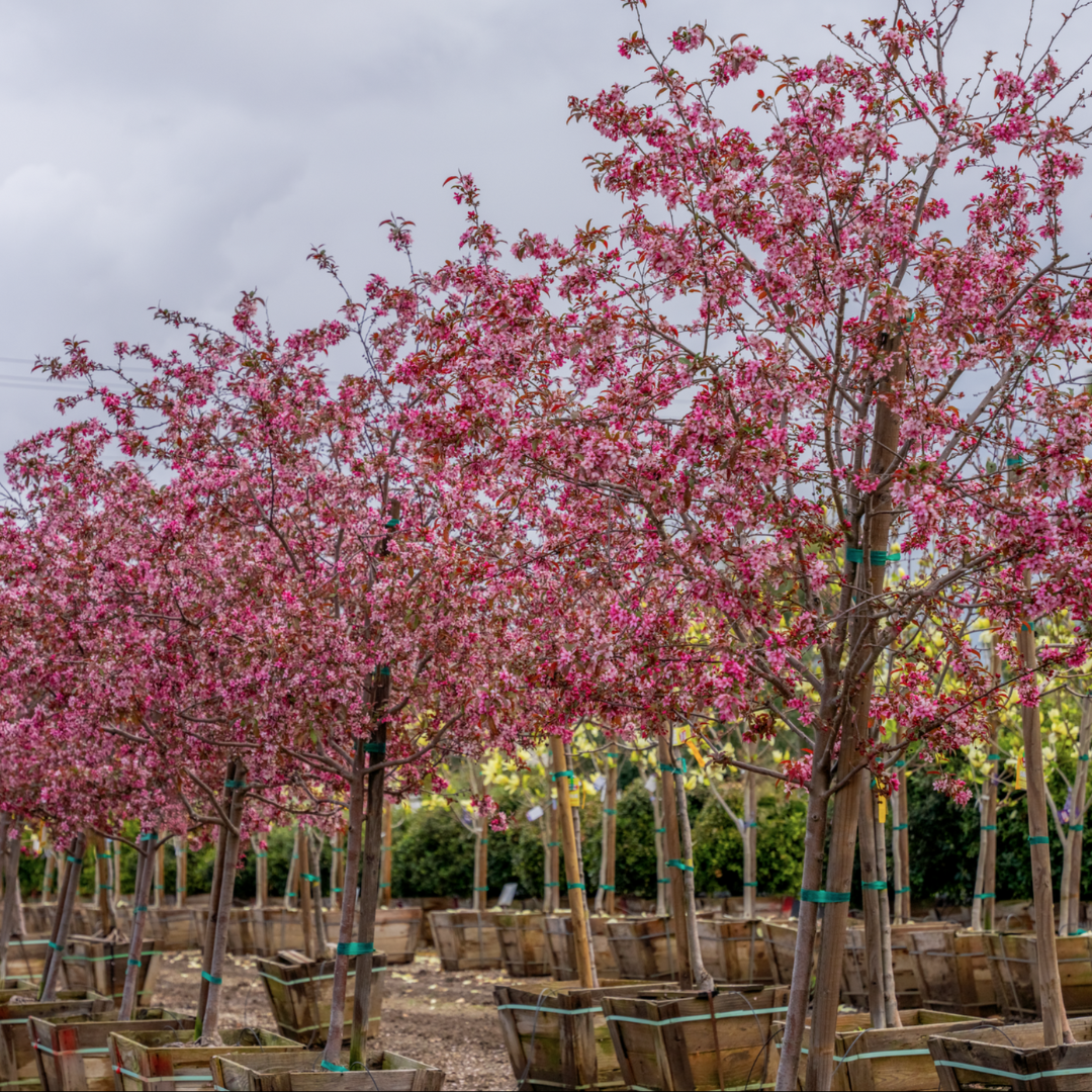 Moon Valley Nurseries
