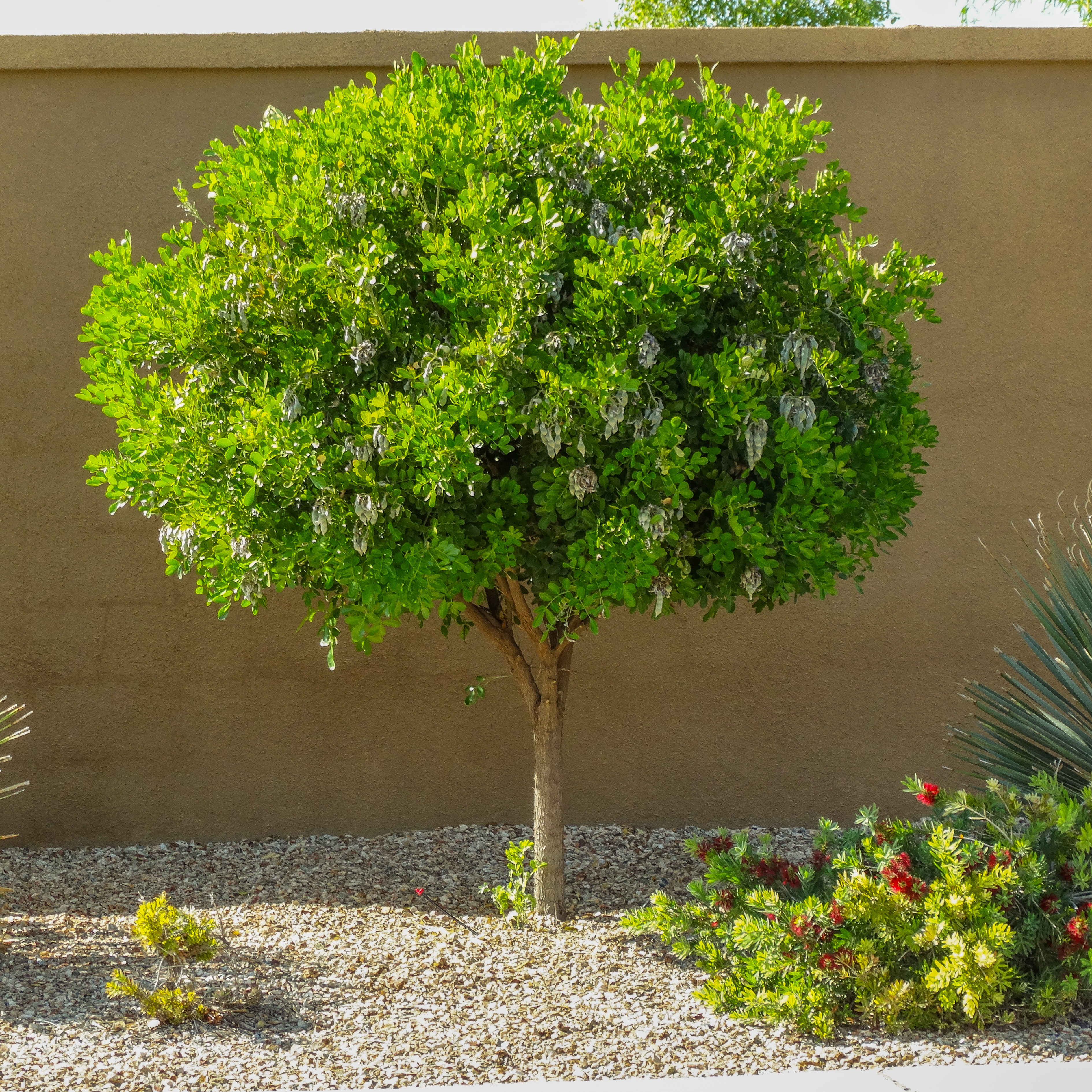 TOCCA ワンピース　LAUREL TREE Shop Texas Mountain Laurel Trees at Moon Valley Nurseries