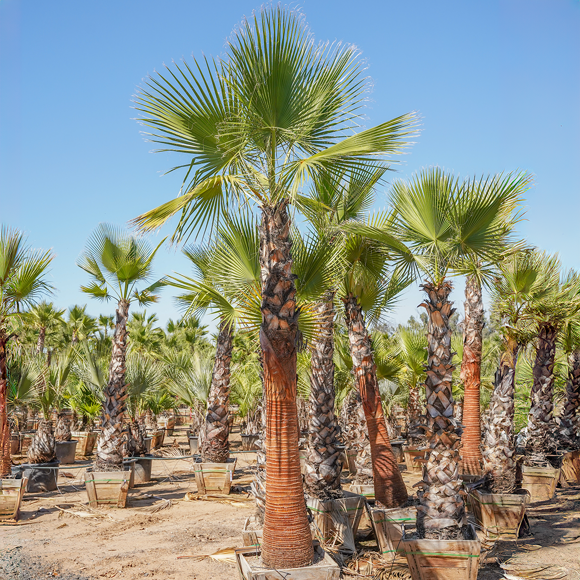 big yucca plant Silver Yucca - Live Plant in a 1 Gallon Growers Pot - Yucca Rostrata