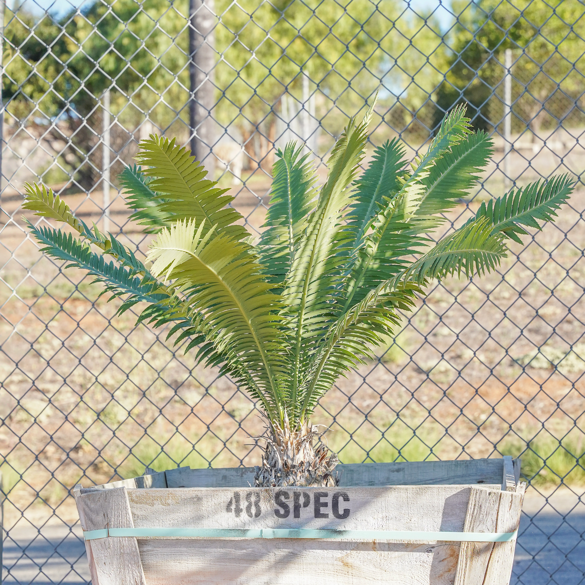 square planters Square Concrete Planter