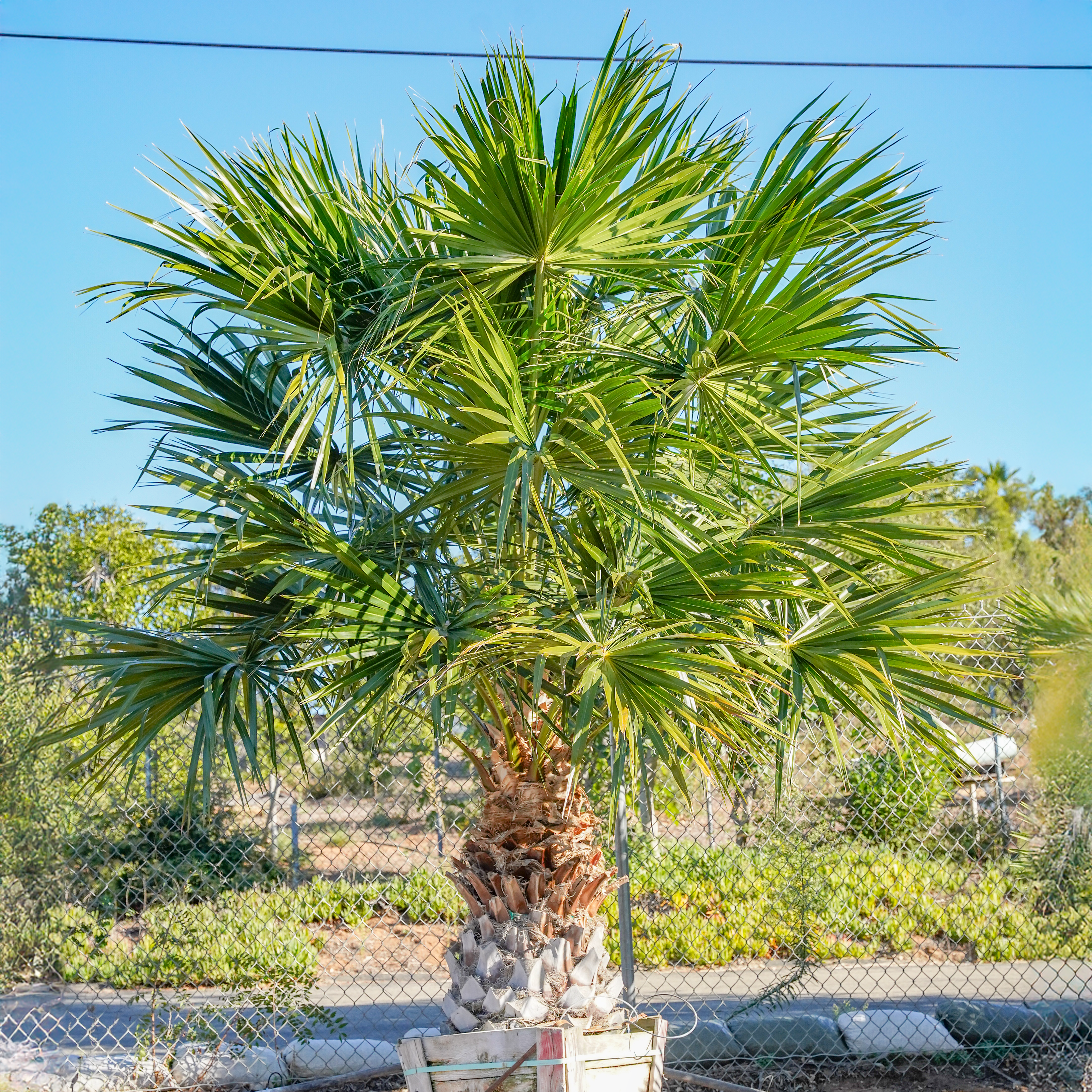 Chinese Fan Palm | Palm Tree | Moon Valley Nurseries