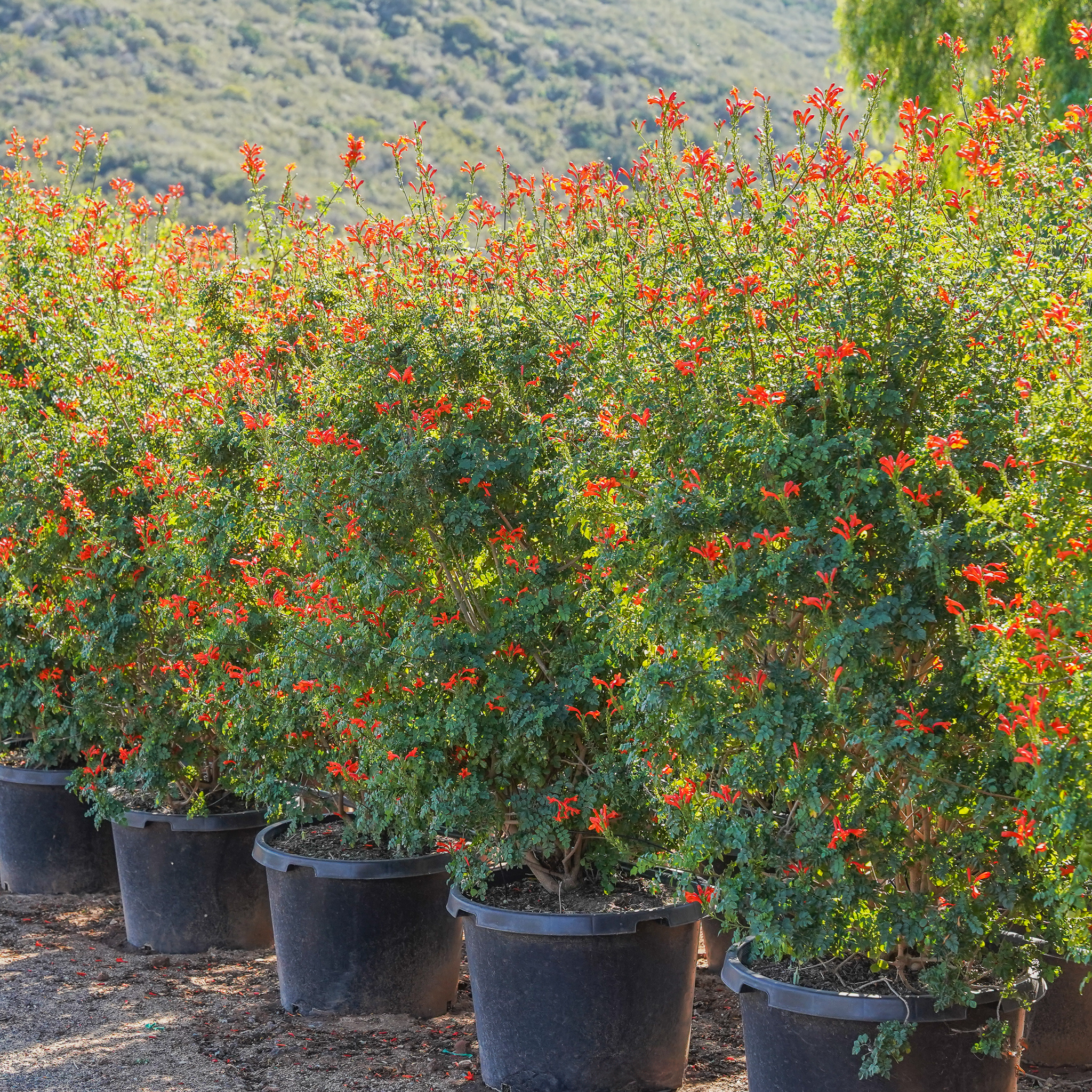 Cape Honeysuckle Vines Moon Valley Nurseries
