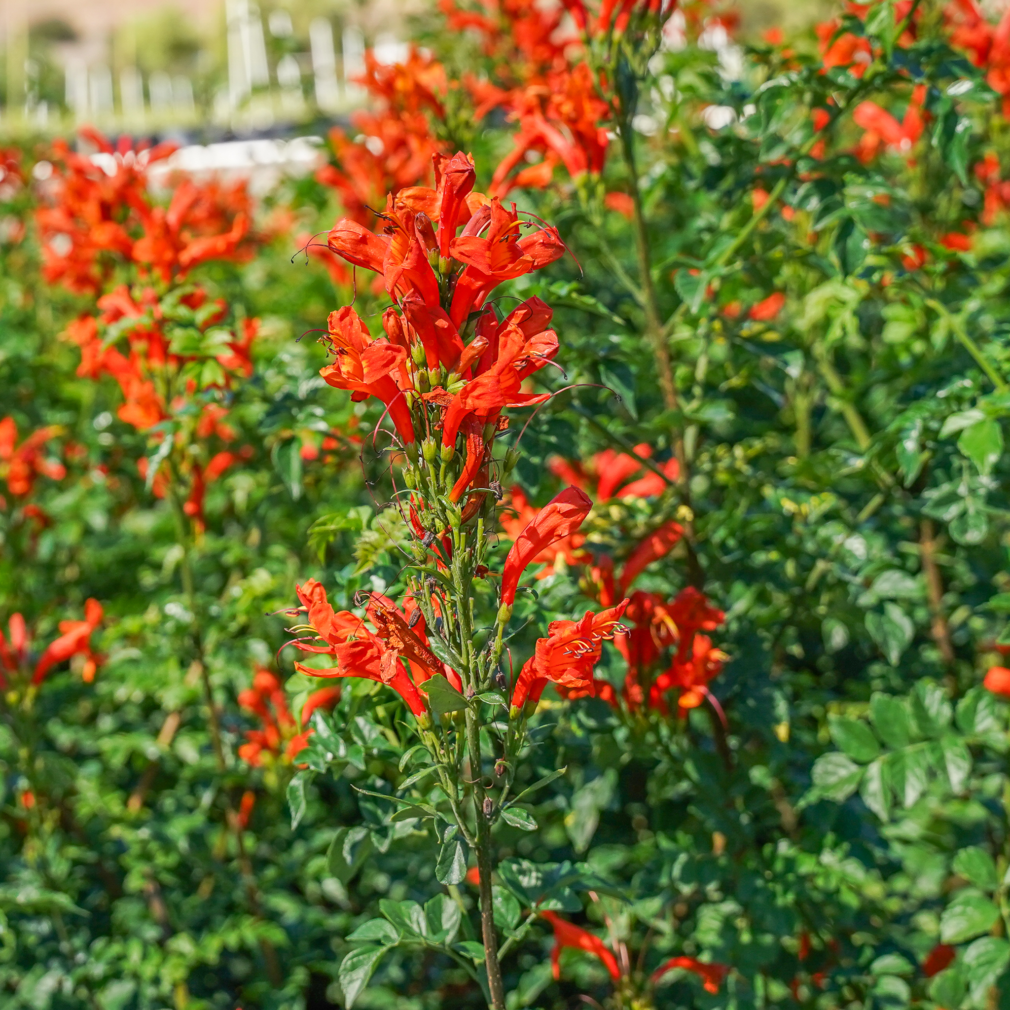 Cape Honeysuckle Vines Moon Valley Nurseries