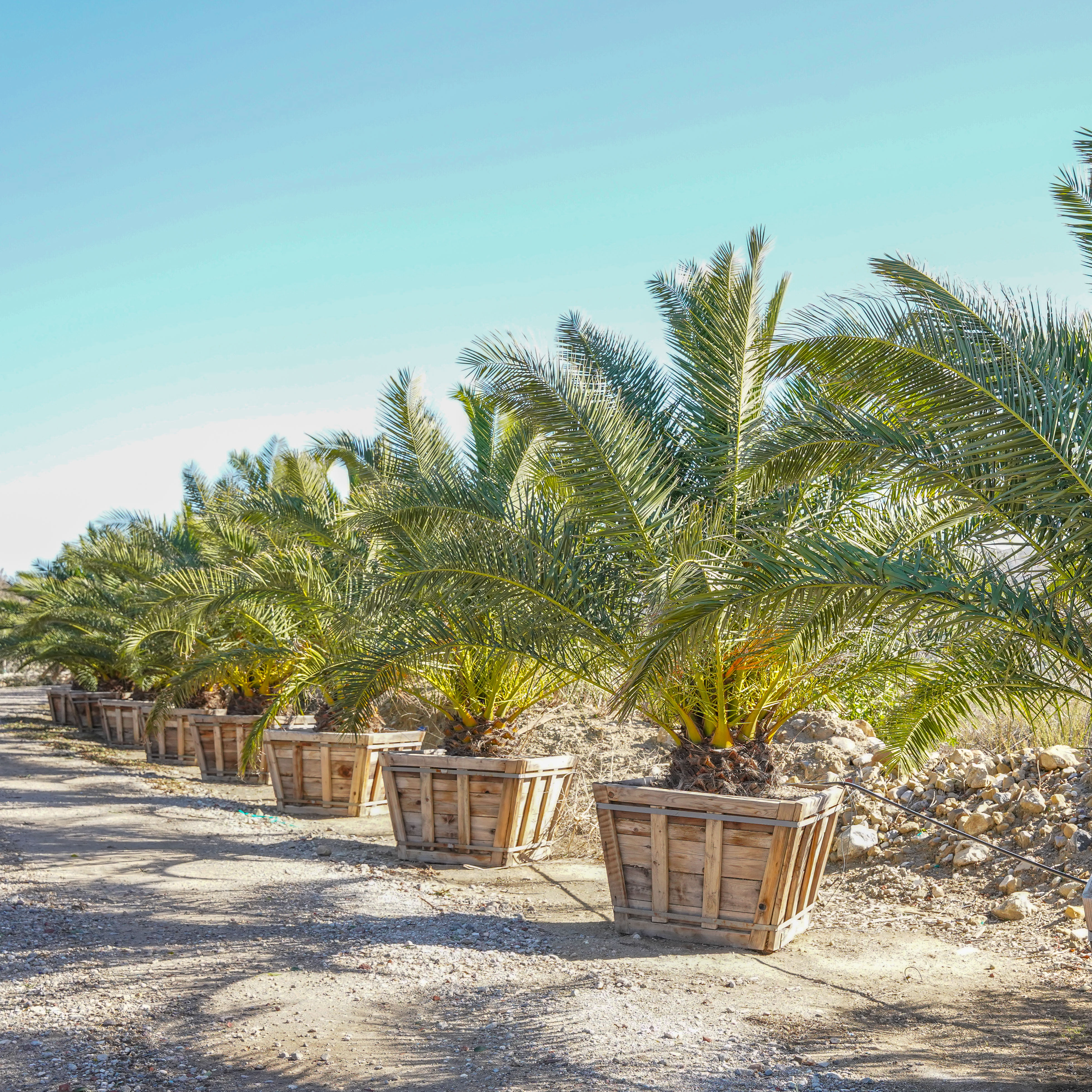 Shop Pineapple Palm Tree at Moon Valley Nurseries