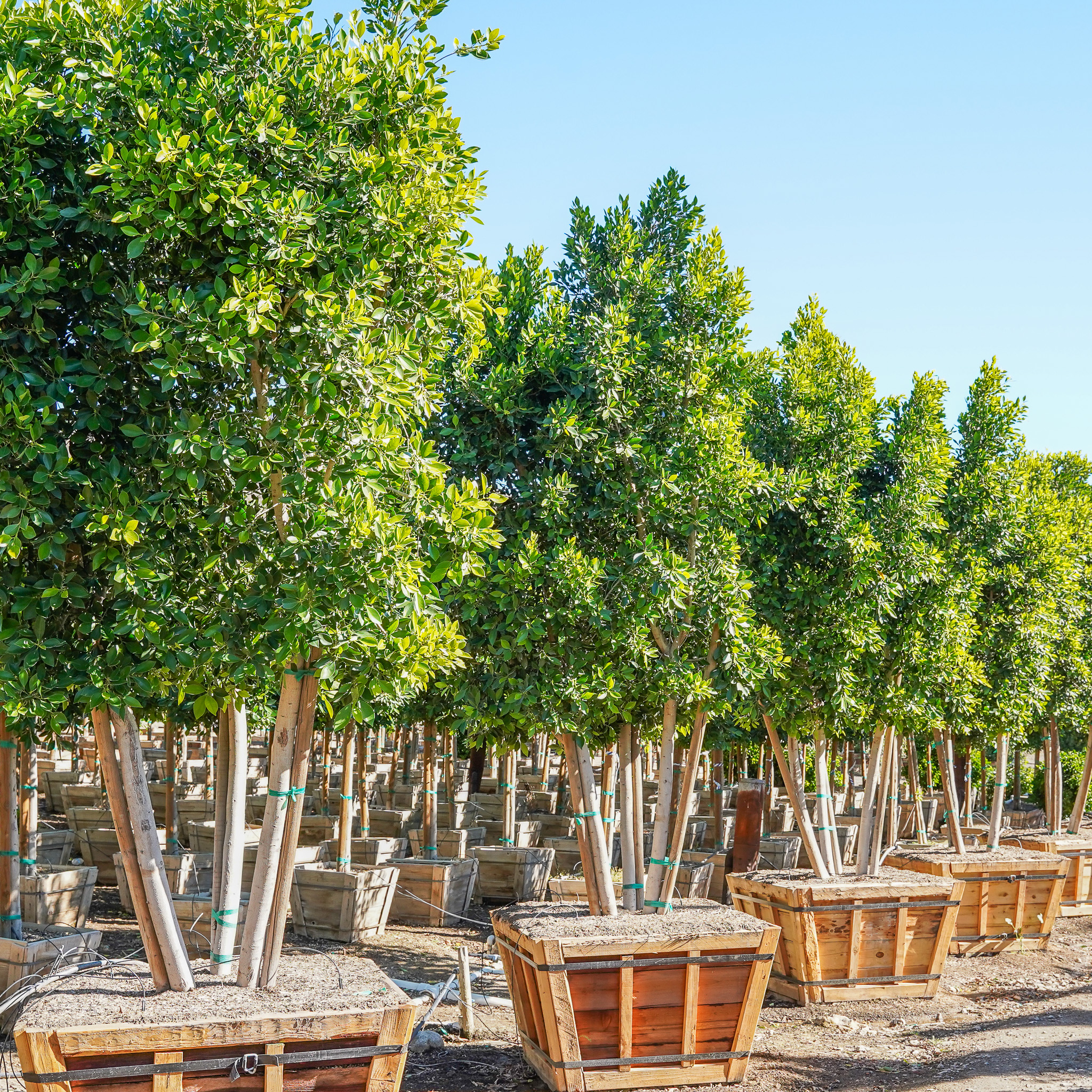 【FICUS】 Multi Trunk Ficus nitida | Evergreen Tree | Moon Valley Nurseries