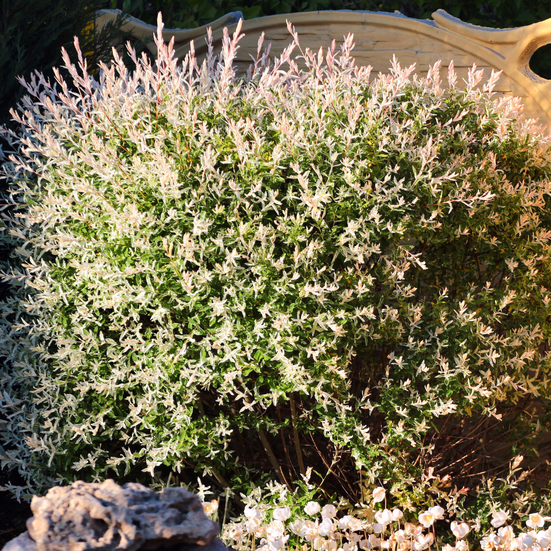 Moon Valley Nurseries