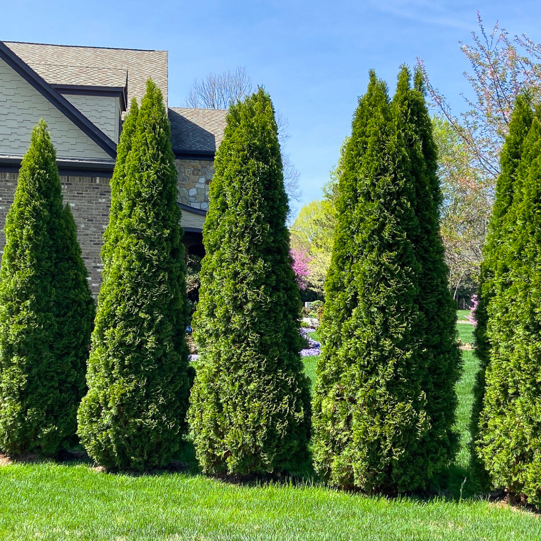 Degroots Spire Dwarf Arborvitae Acorn Farms Search Results Ohio
