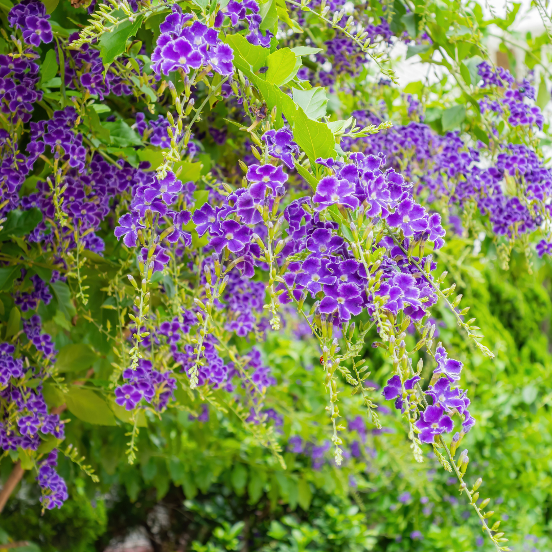 Brazilian Skyflower | Shrubs | Moon Valley Nurseries