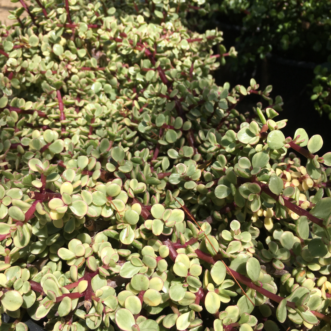 Variegated Elephant Food | Succulents | Moon Valley Nursery