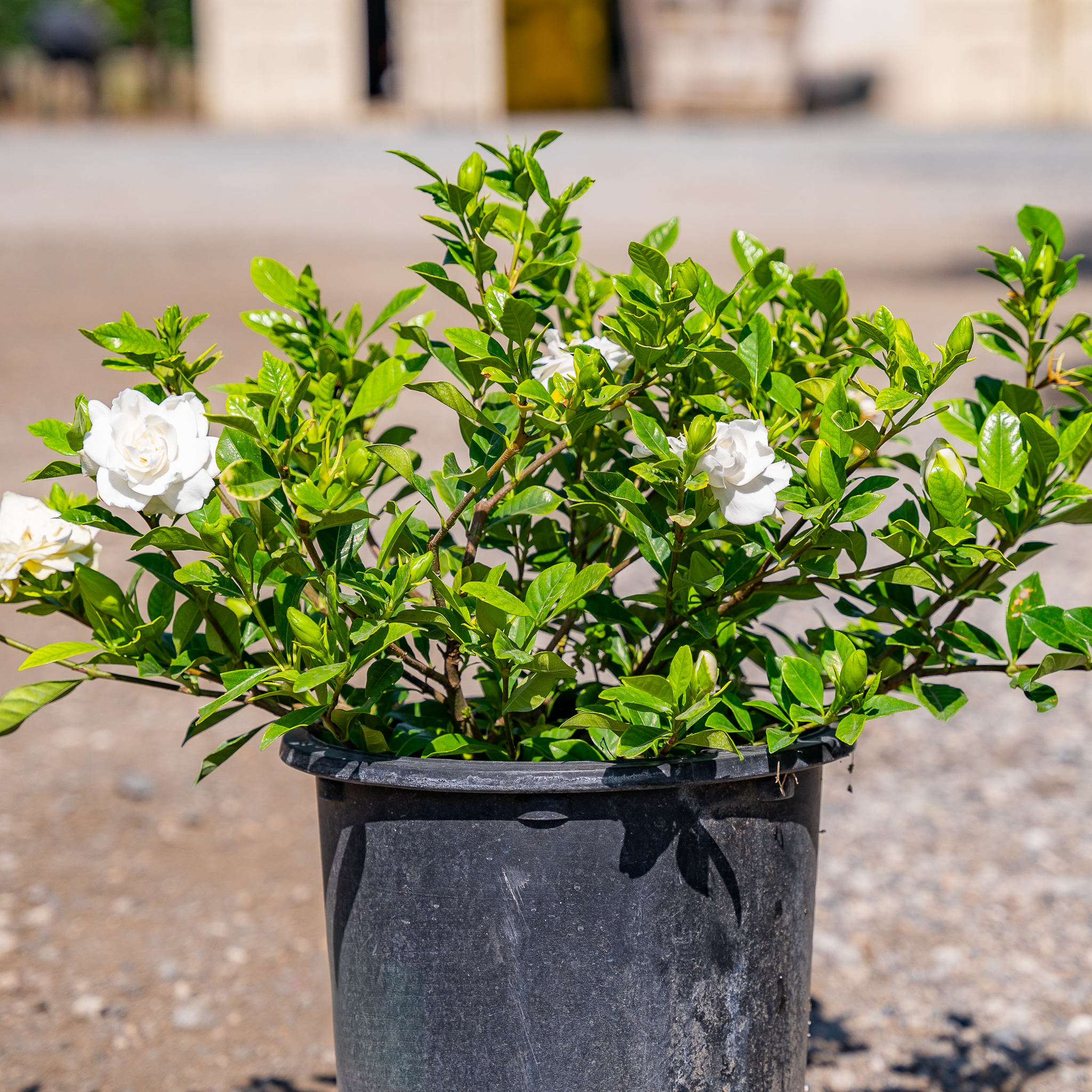 Everblooming Gardenia | Shrubs | Moon Valley Nurseries