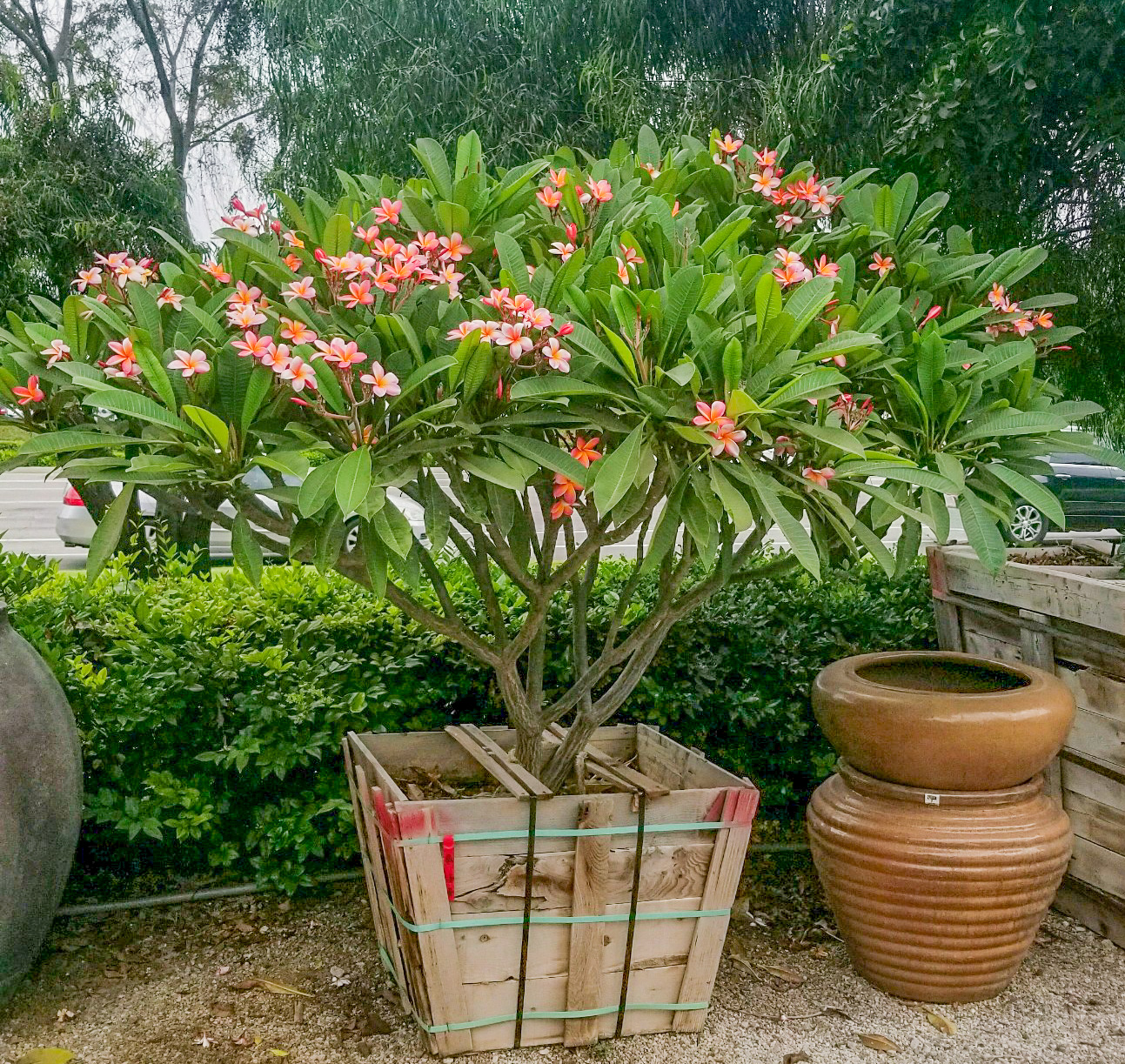 Plumeria | Flowering Trees | Moon Valley Nurseries