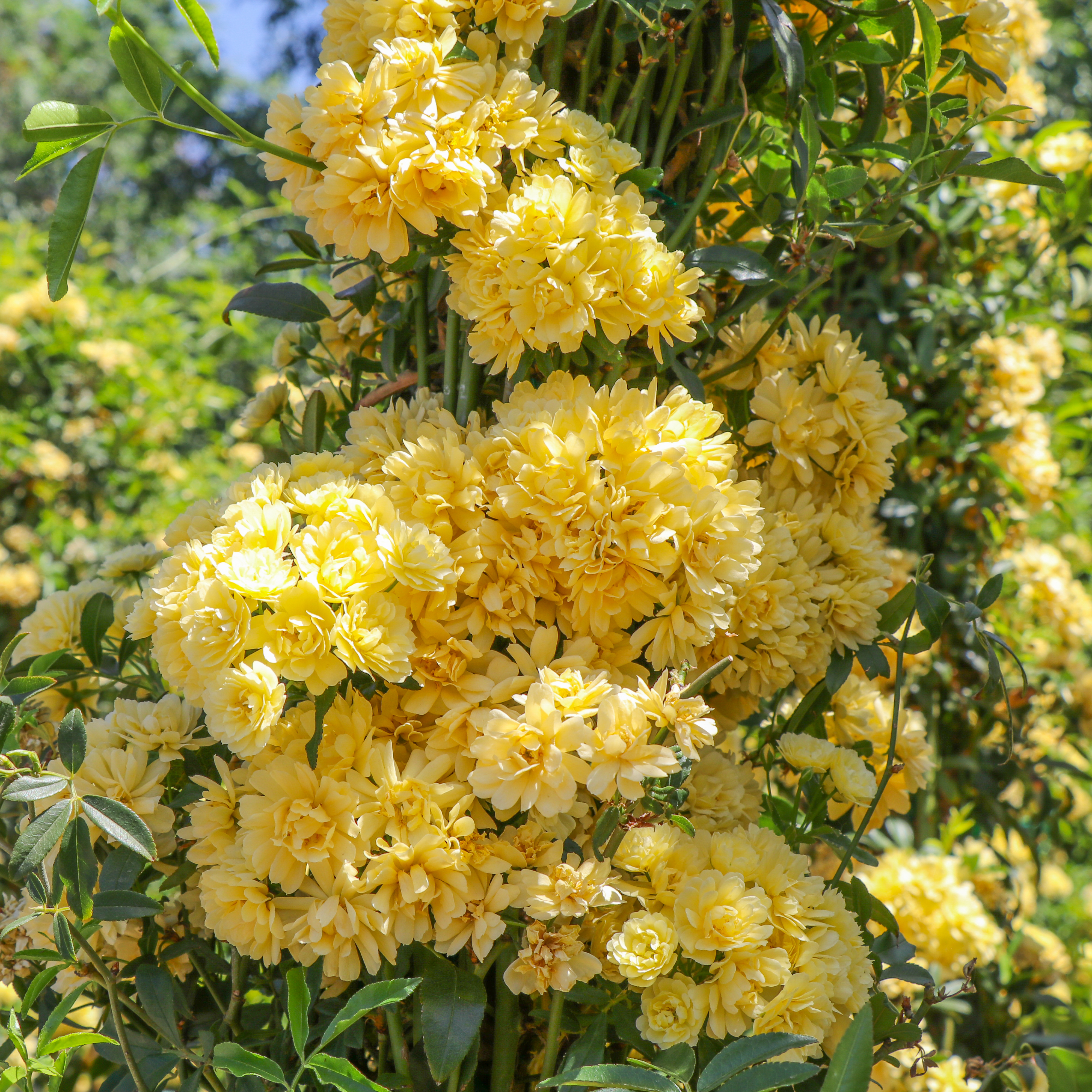 Yellow Lady Banks Rose | Vines | Moon Valley Nurseries, image size:4000x4000
