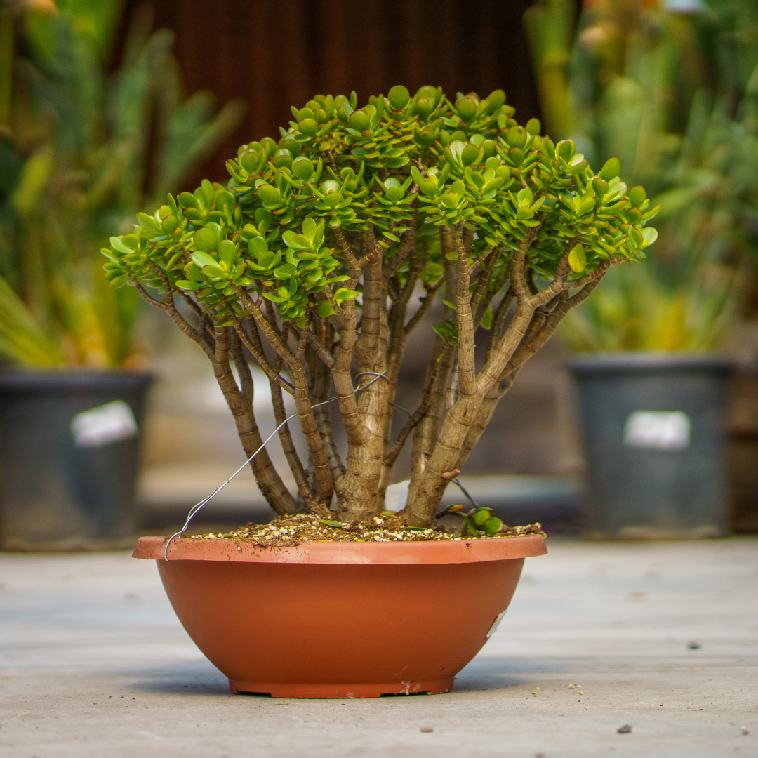 Moon Valley Nurseries