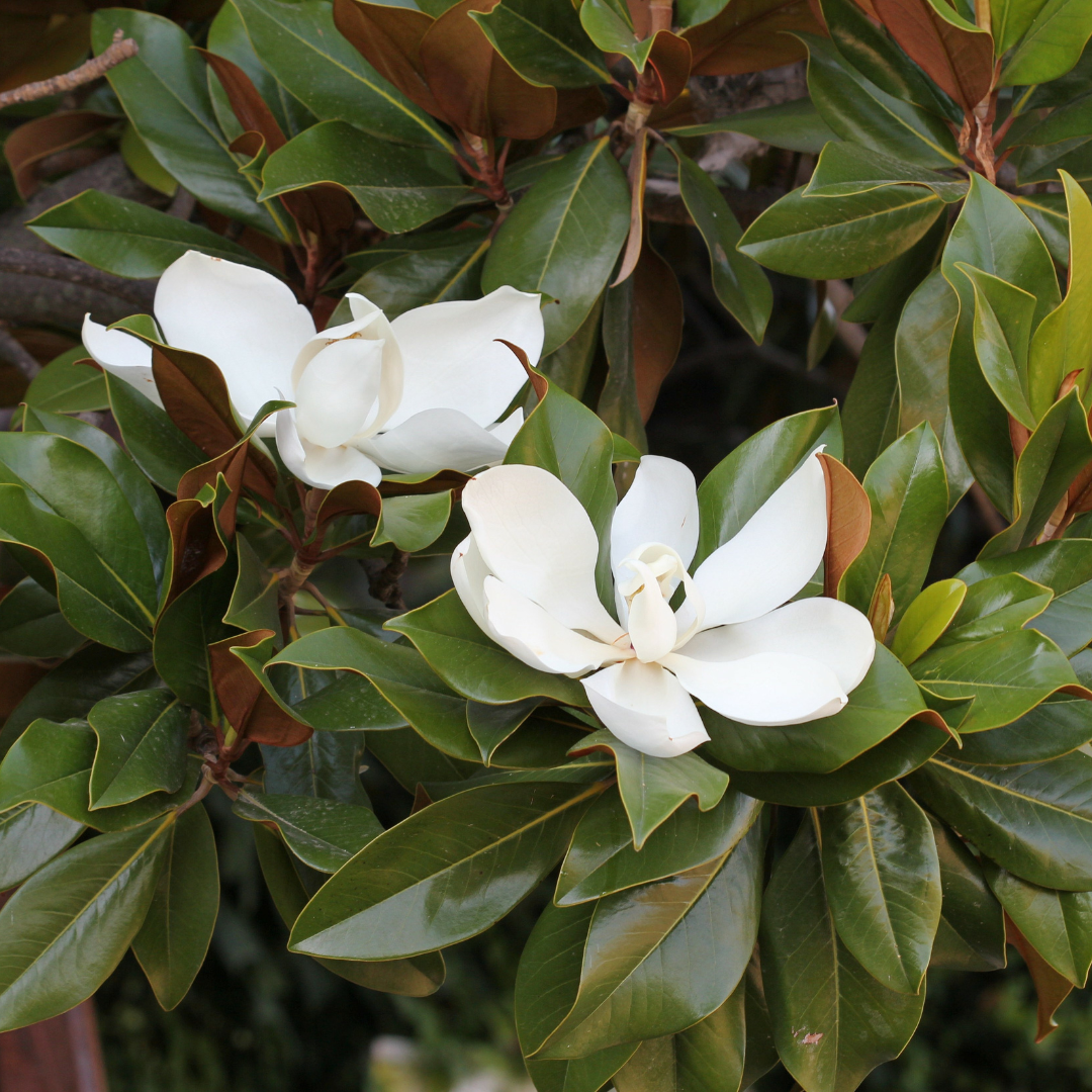 topf rhododendron Zwerg