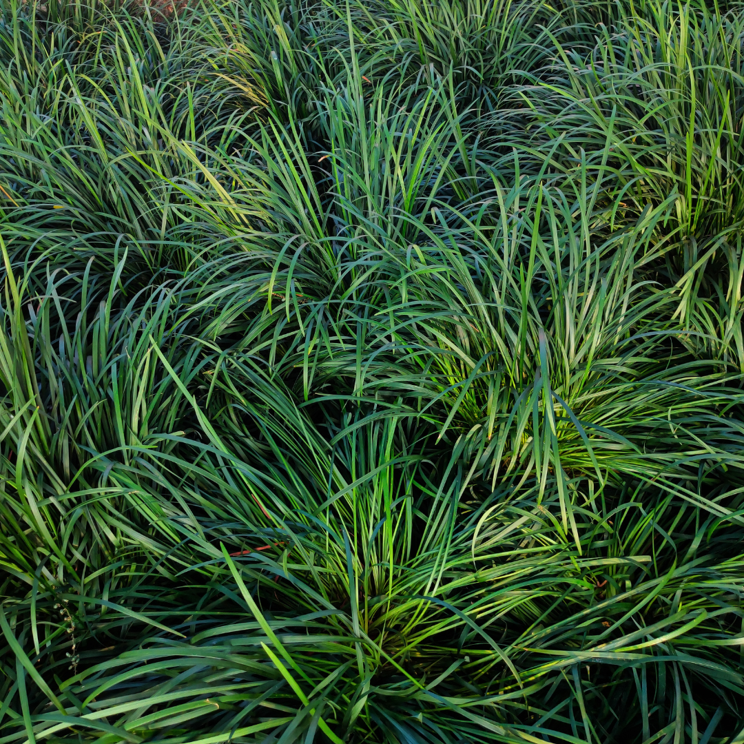 Mondo Grass | Ground Covering Shrubs | Moon Valley Nurseries, image size:1080x1080