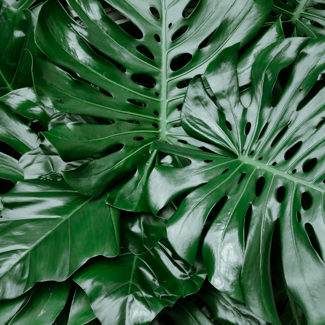 Split Leaf Philodendron | Indoor Plants | Moon Valley Nurseries