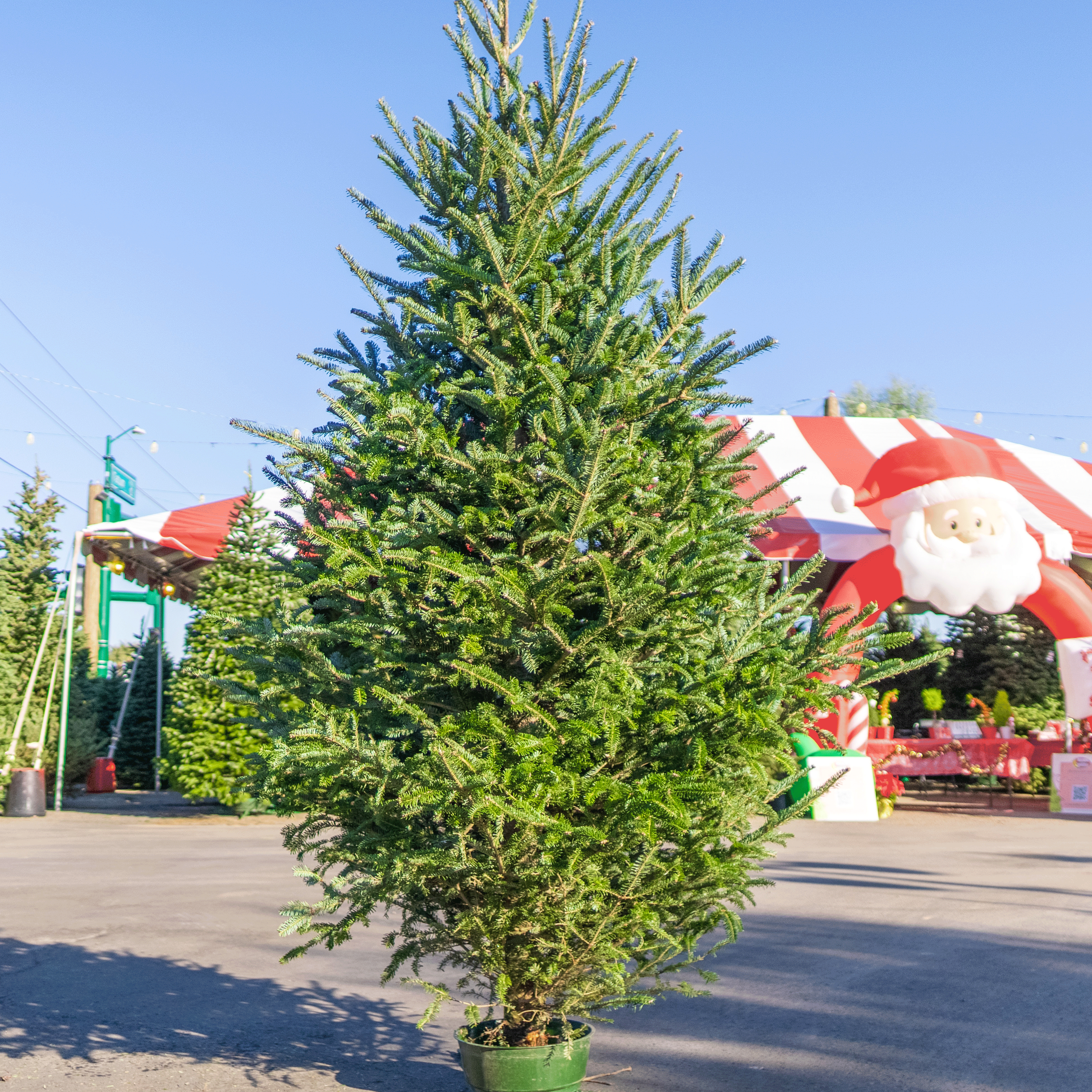 Fraser Fir Christmas Tree | Moon Valley Nurseries