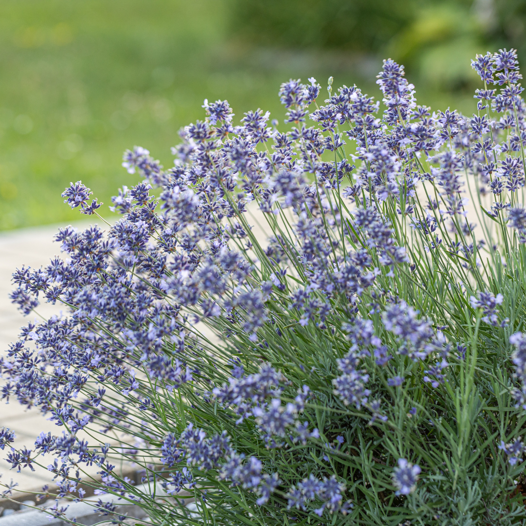 ミュージシャン LAVANDA Moon Valley Nurseries