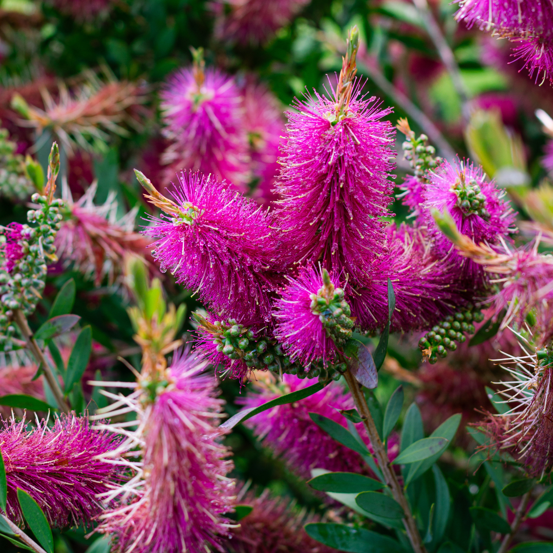 Purple Bottlebrush | Flowering Shrubs | Moon Valley Nurseries