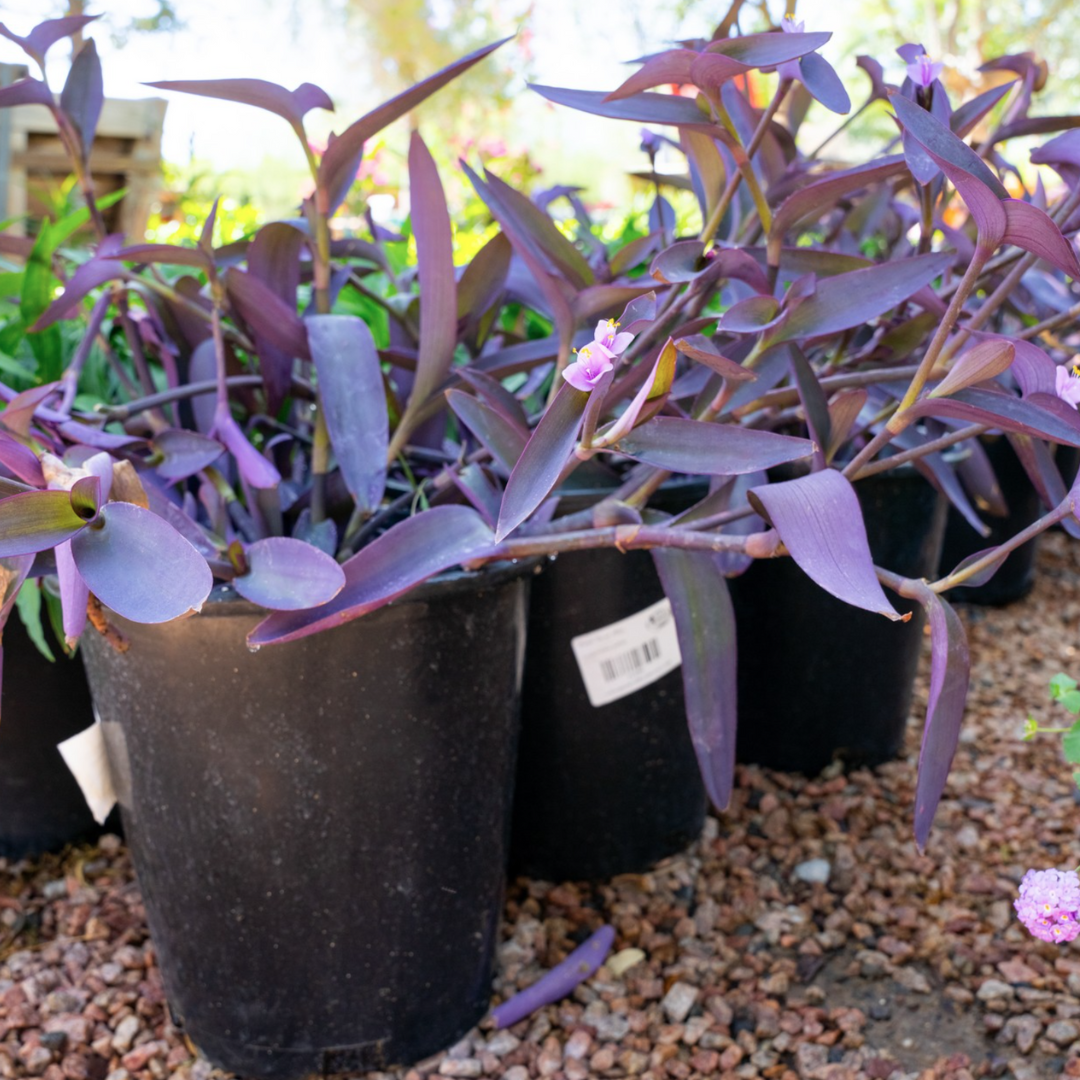 297★train鉢purple モルタル雑貨　（お任せ植物付き）377 Moon Valley Nurseries