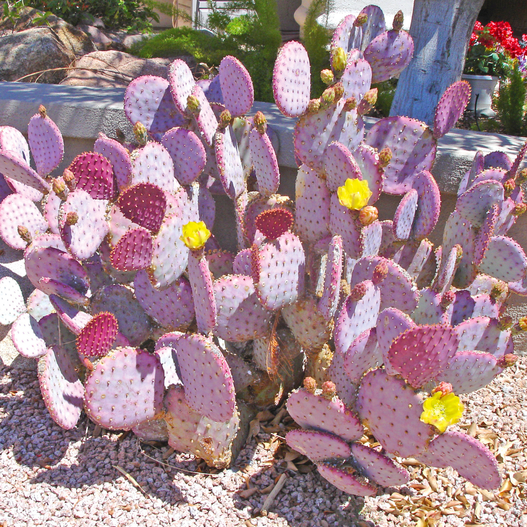 mug cactus Cactus Mug main image 0