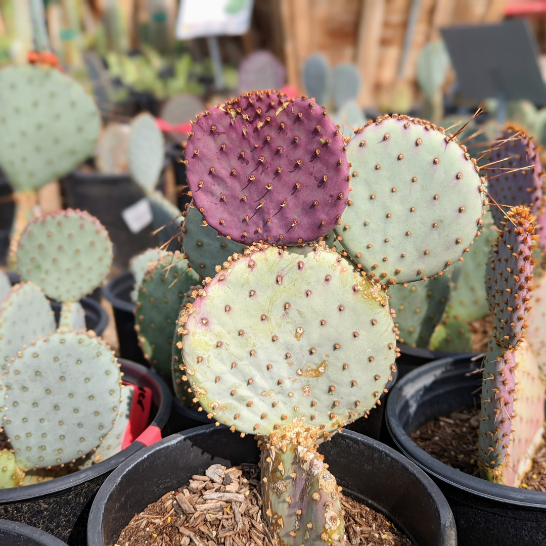 Cholla Cactus | Cacti Agave and More |Moon Valley Nursery