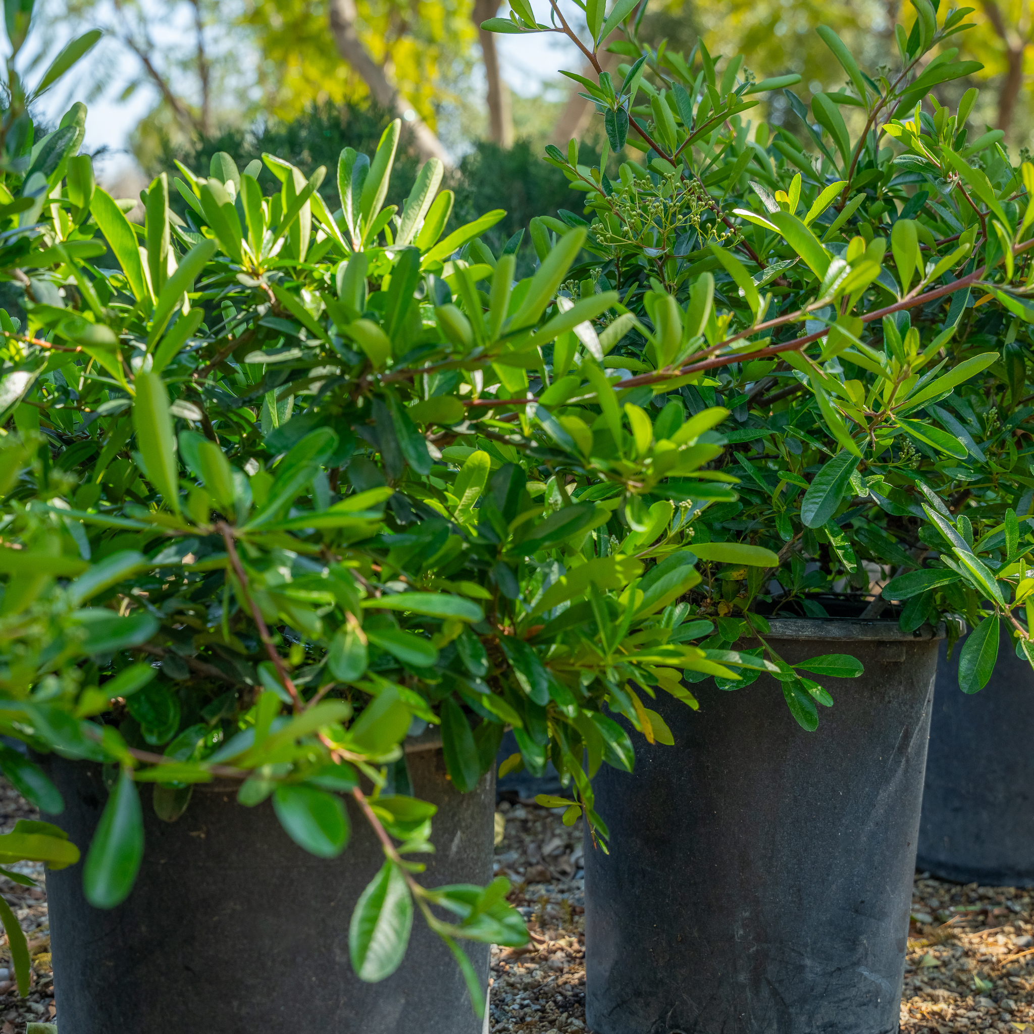 Pyracantha Graber's Firethorn | Shrubs | Moon Valley Nurseries