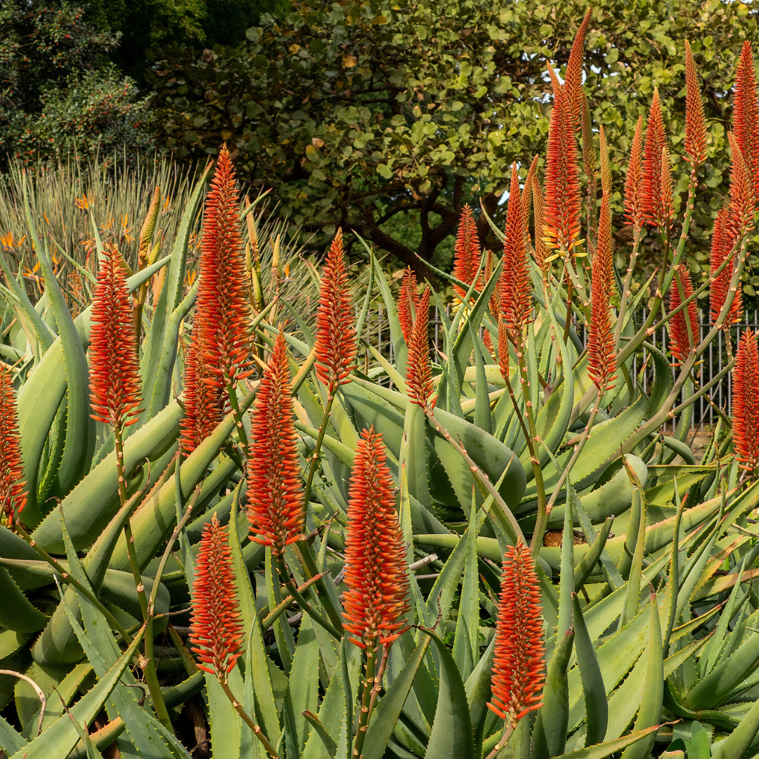 Red Hot Poker Aloe | Succulents | Moon Valley Nurseries