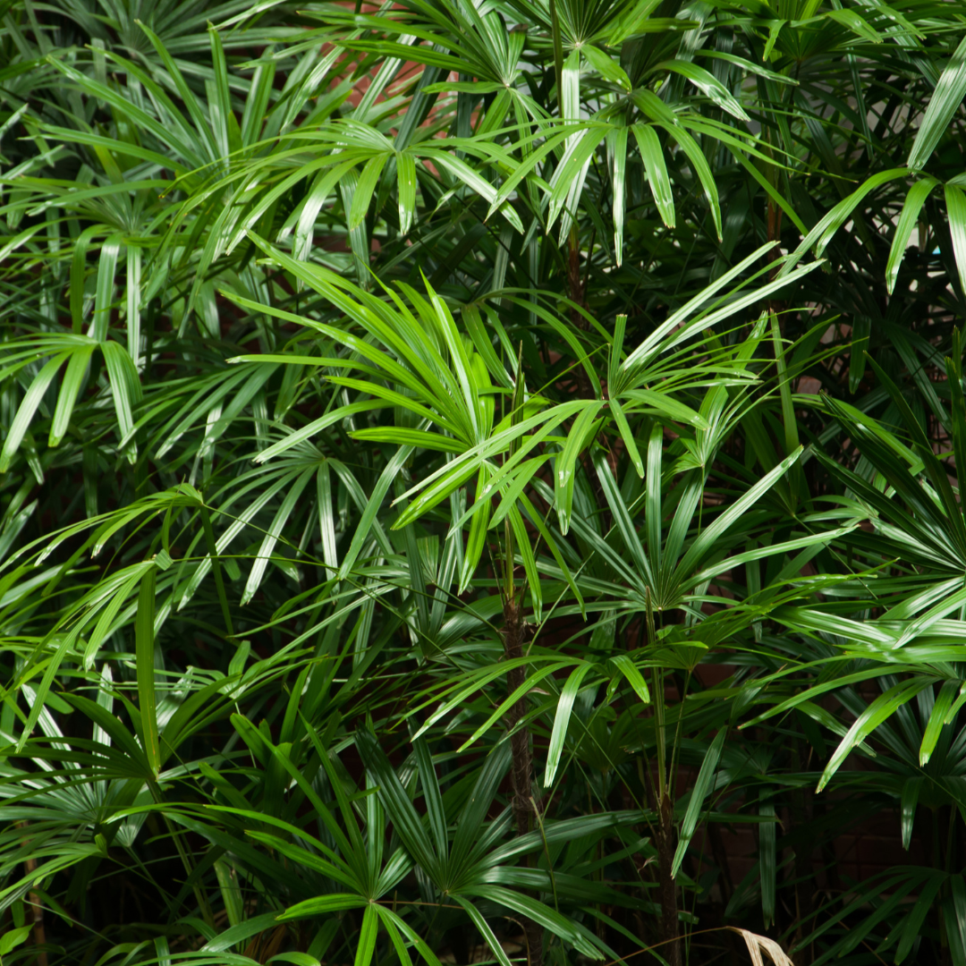Shop Rhapis Palm Trees at Moon Valley Nurseries