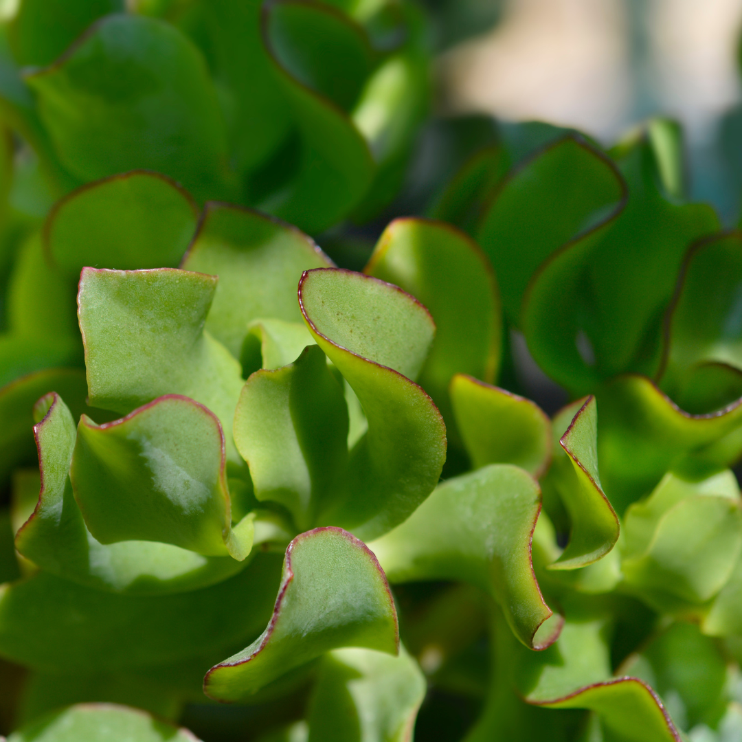jade plant houseplant Crassula ovata (Jade Plant)  Interior Foliage Design