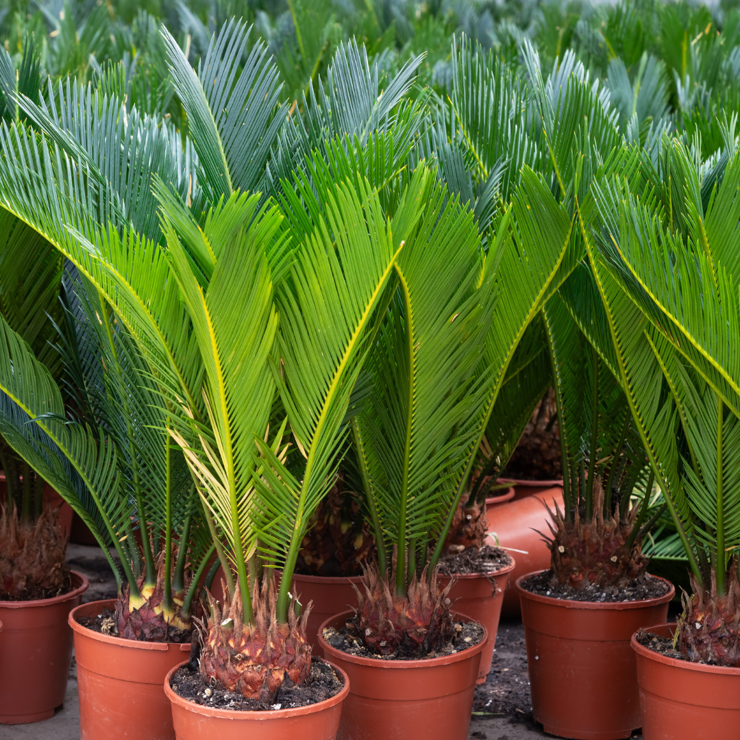 Sago Palm | Palm Trees | Moon Valley Nurseries