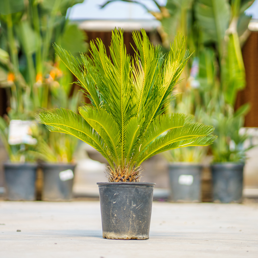 Sago Palm | Palm Trees | Moon Valley Nurseries