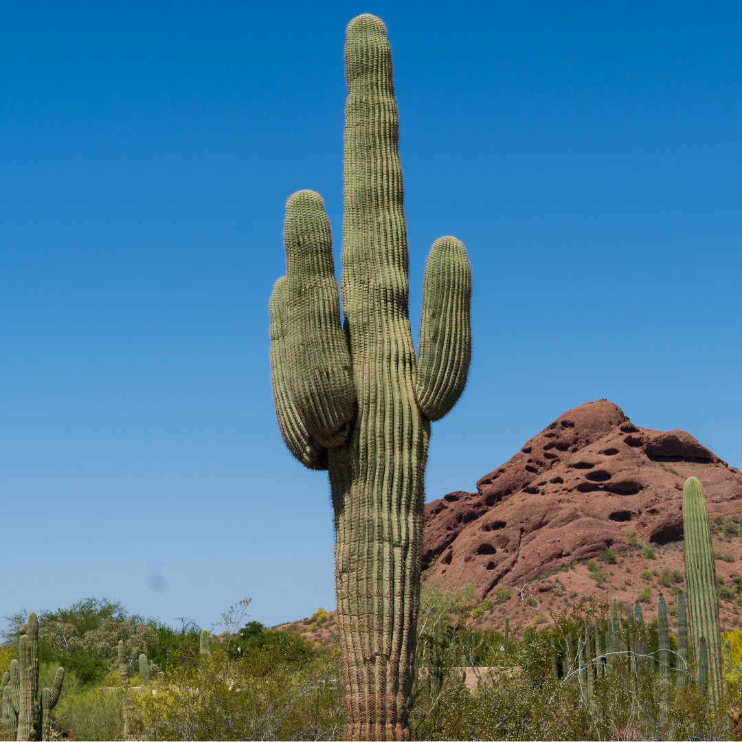Cardon Grande Cactus | Cacti Agave and More | Moon Valley Nurseries